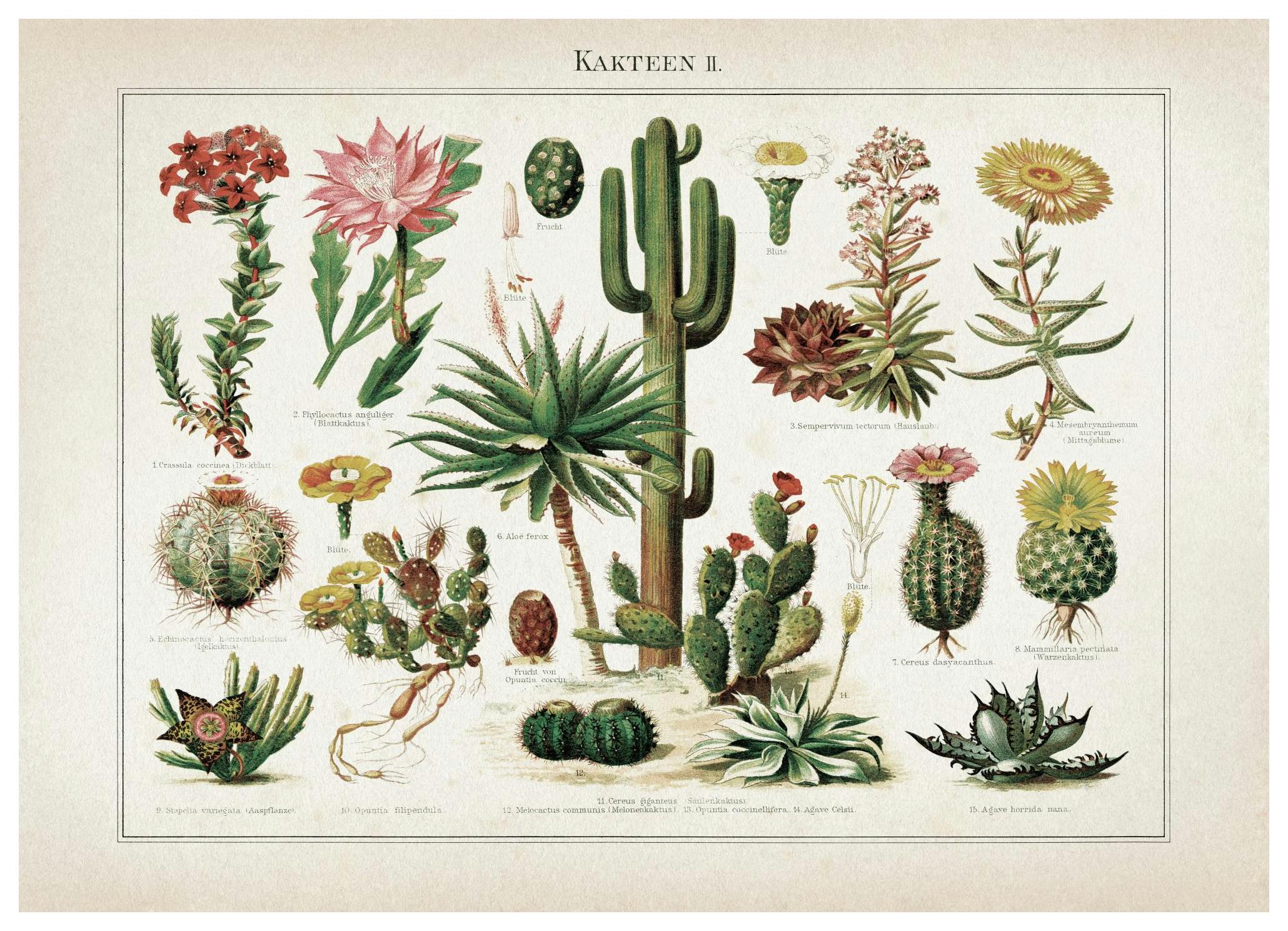 Vintage Print Collection No6 Plakat (50x70 cm)- Plakaty retro