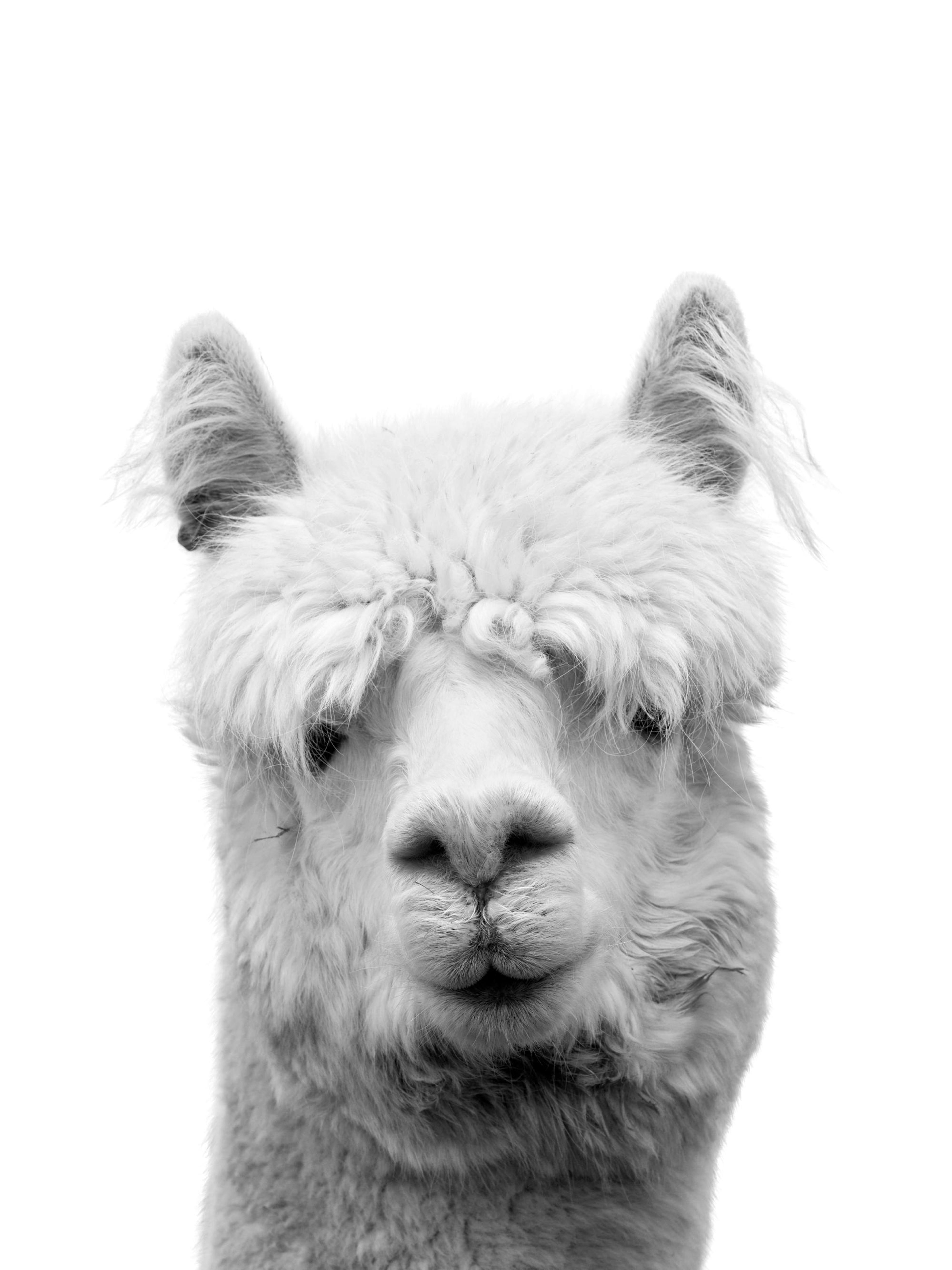 Schwarz-Weiß-Fotografie eines Lamas, frontal aufgenommen, mit flauschigem Fell und ausdrucksstarken Augen, als Poster.
