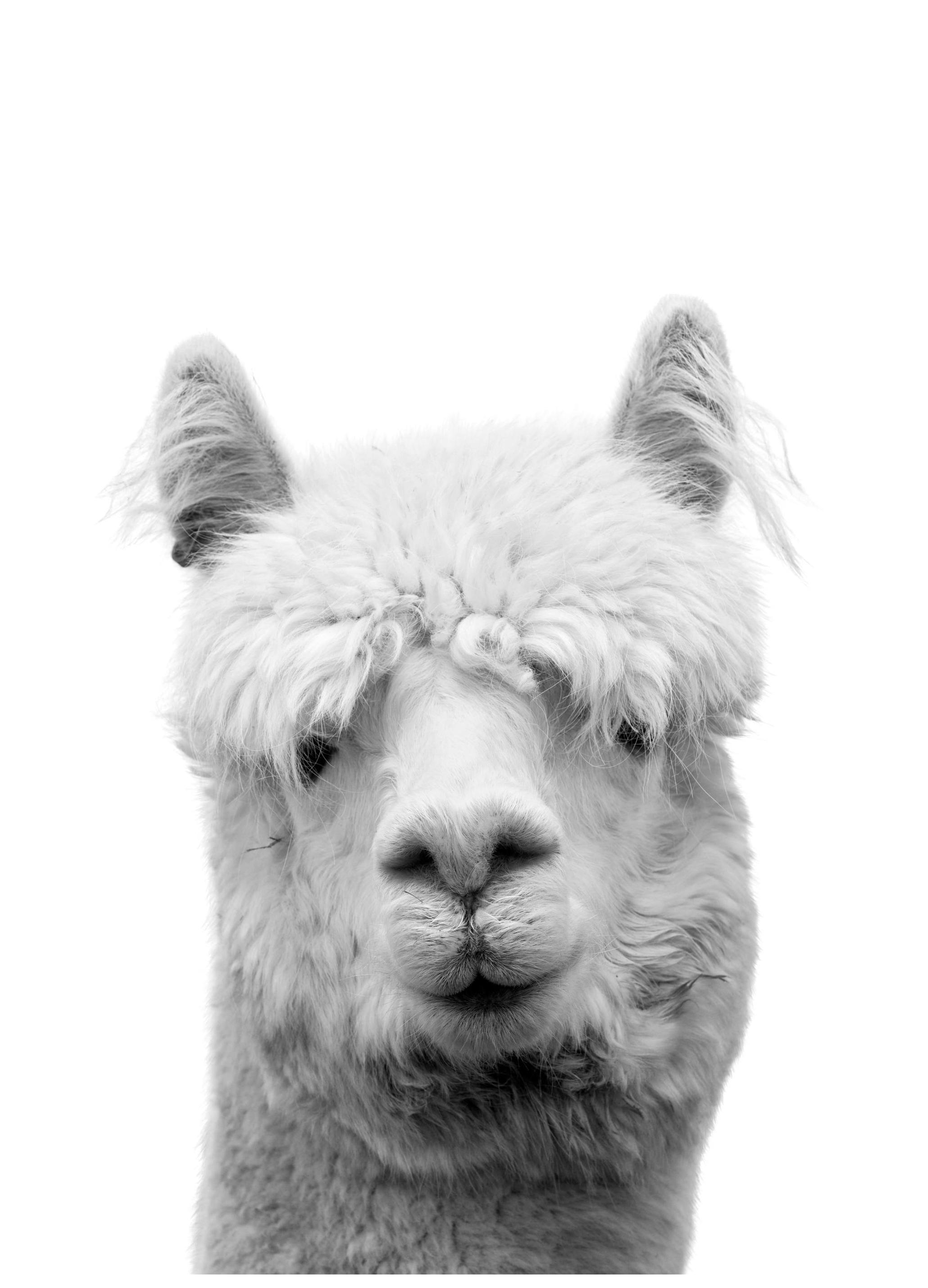 Lama B&W Poster (30x40 cm)