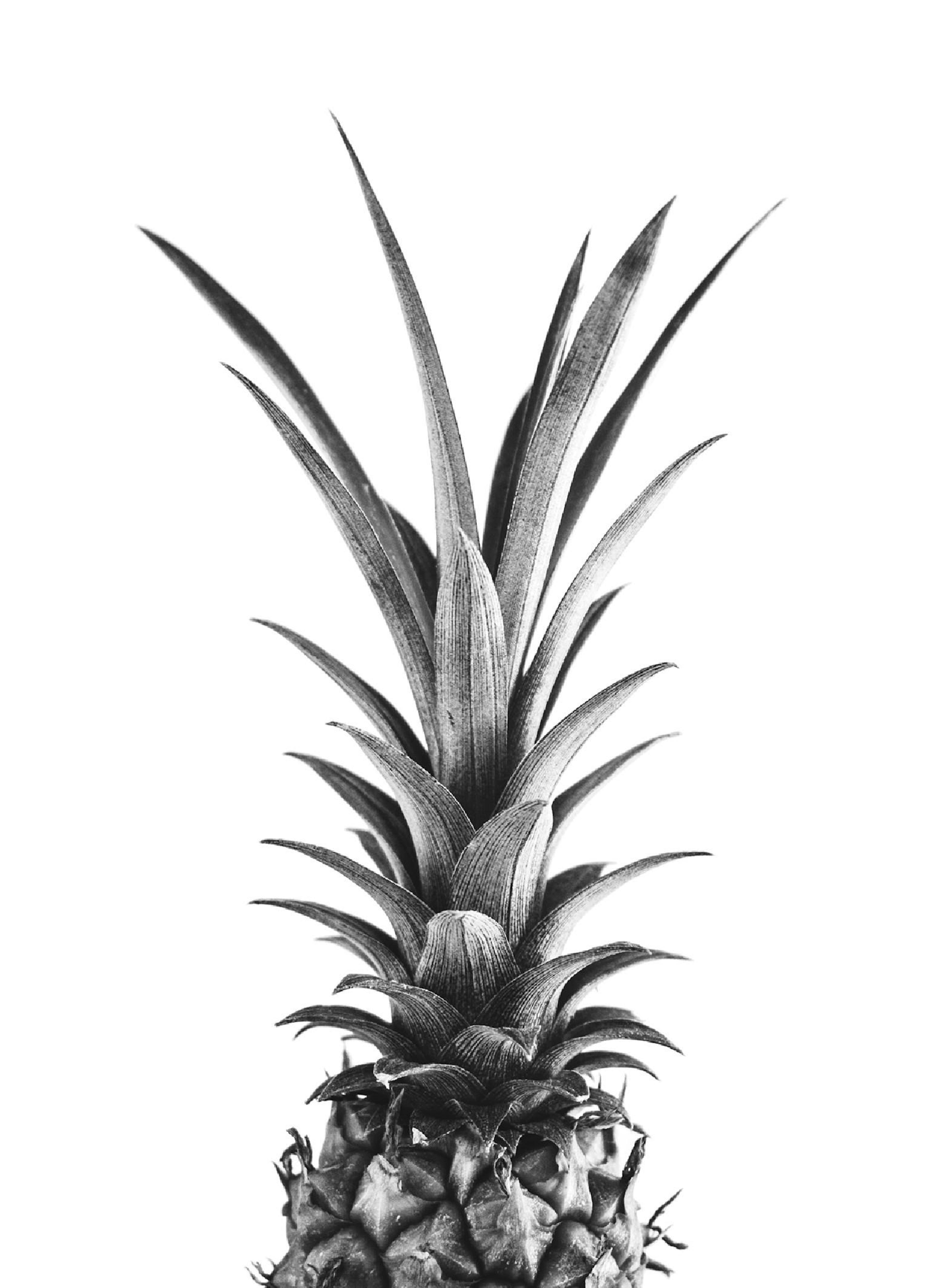 Schwarz-Weiß-Fotografie einer Ananas mit detaillierten Blättern und Fruchtkörper auf weißem Hintergrund, minimalistisches Frucht