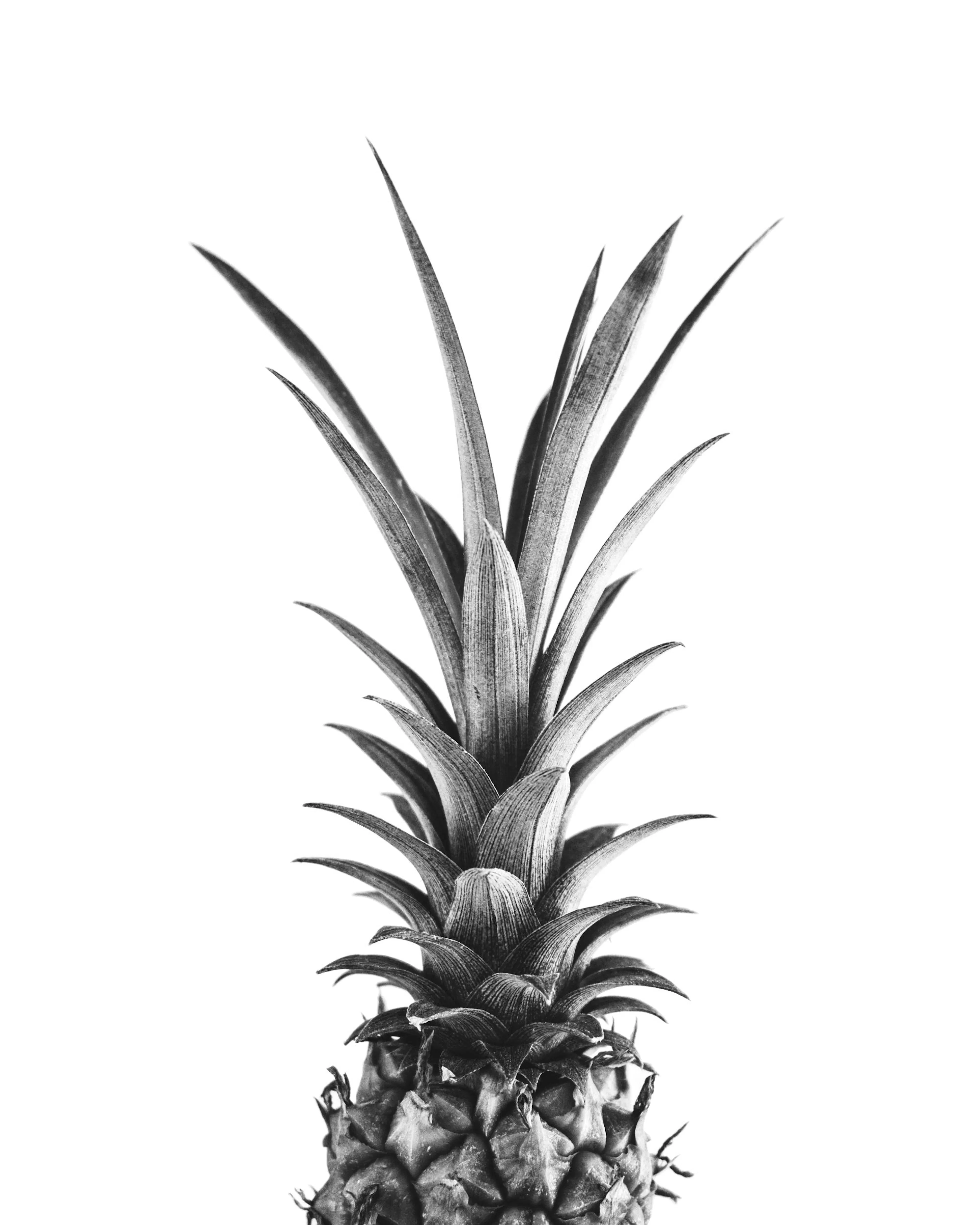 Affiche noir et blanc minimaliste dun ananas sur fond blanc, vue de dessus, pour cuisine ou décoration