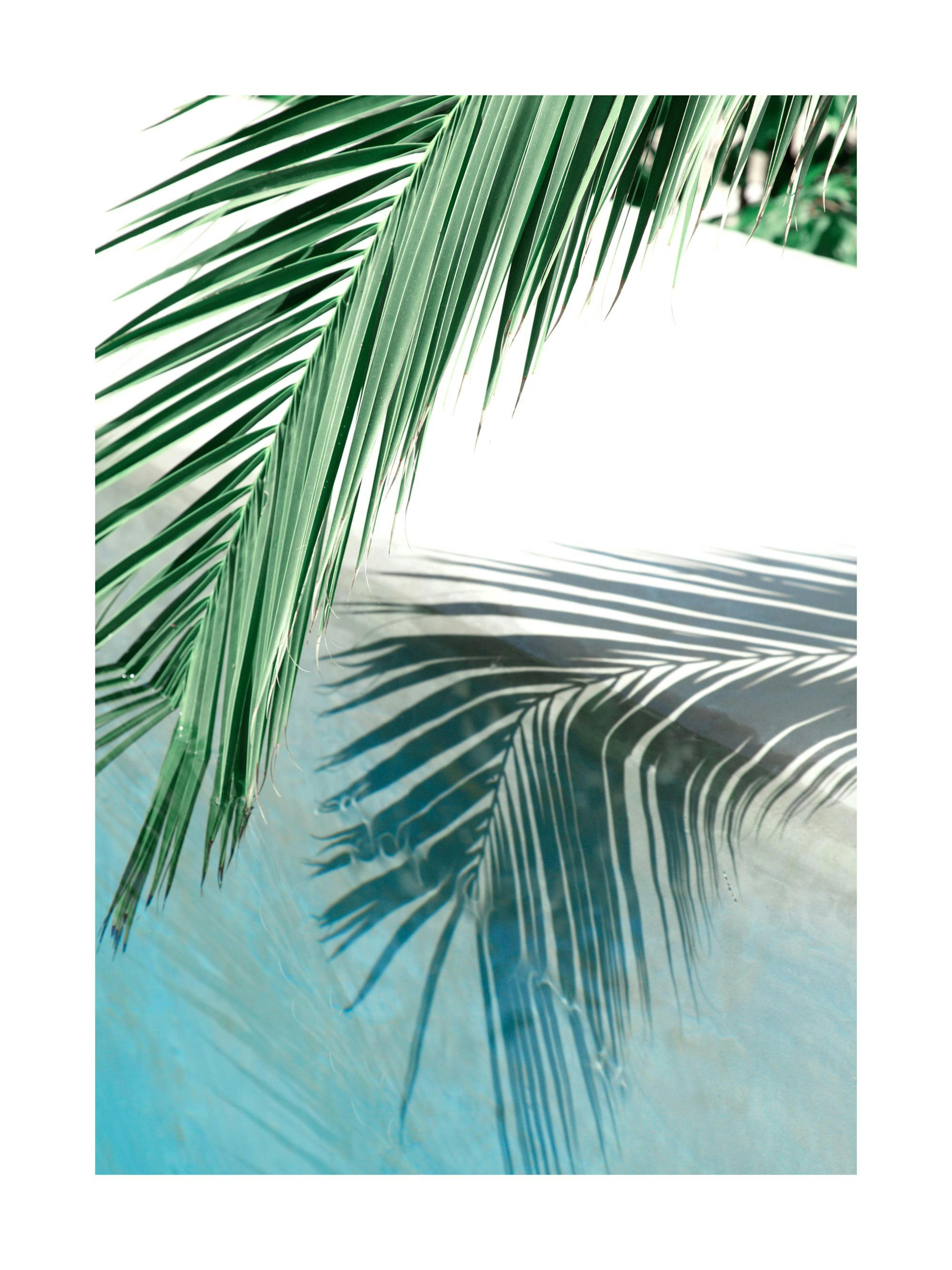 Green palm frond casts a shadow onto clear blue pool water. Light reflects off the waters surface.