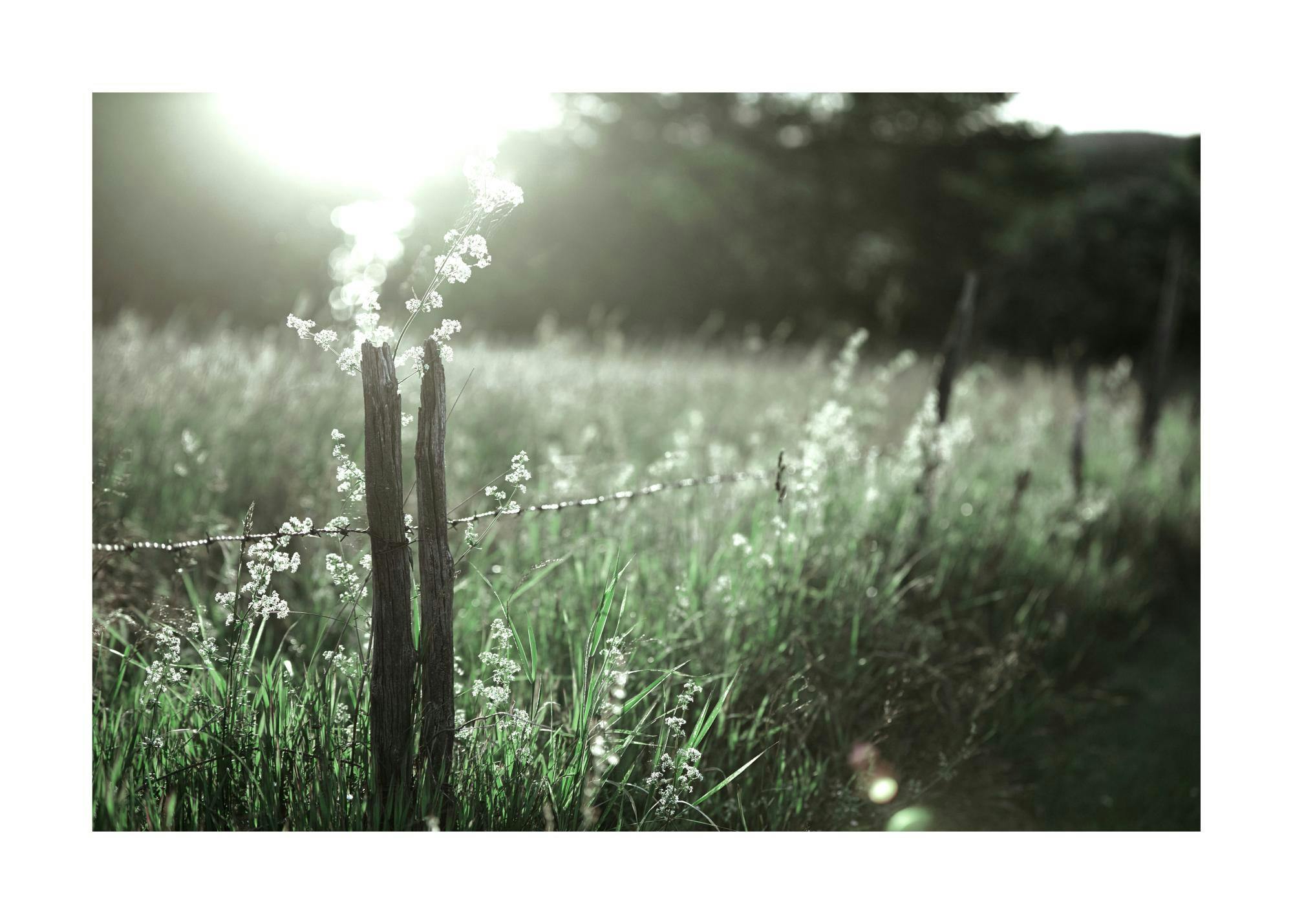 Plagát: Oplotenie v kvetinovom poli, drevené stĺpiky, ostnatý drôt, biele kvety, tráva, slnko.