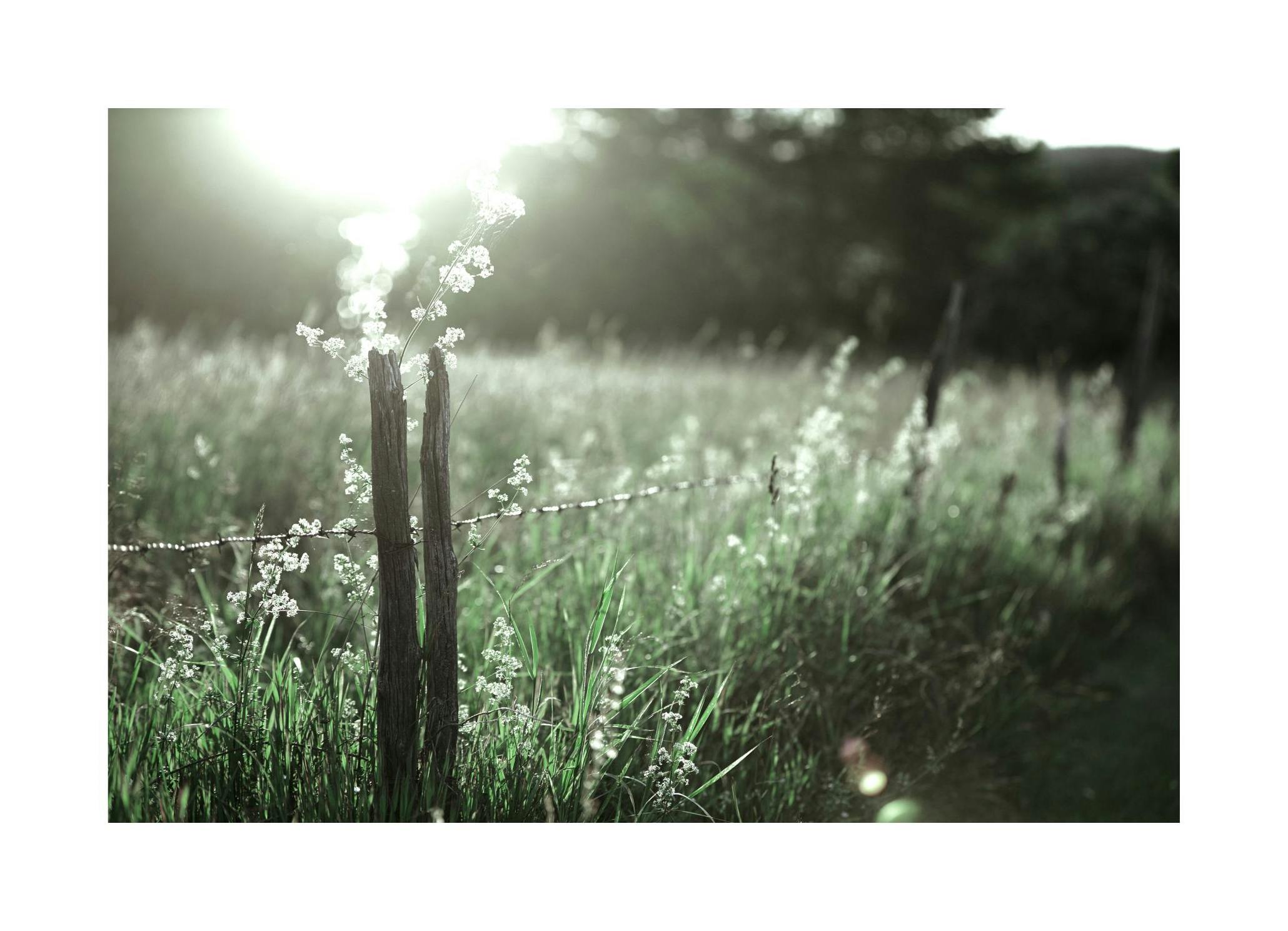 Fence on Flower Field Plakat (30x40 cm) - Plakater > Naturplakater