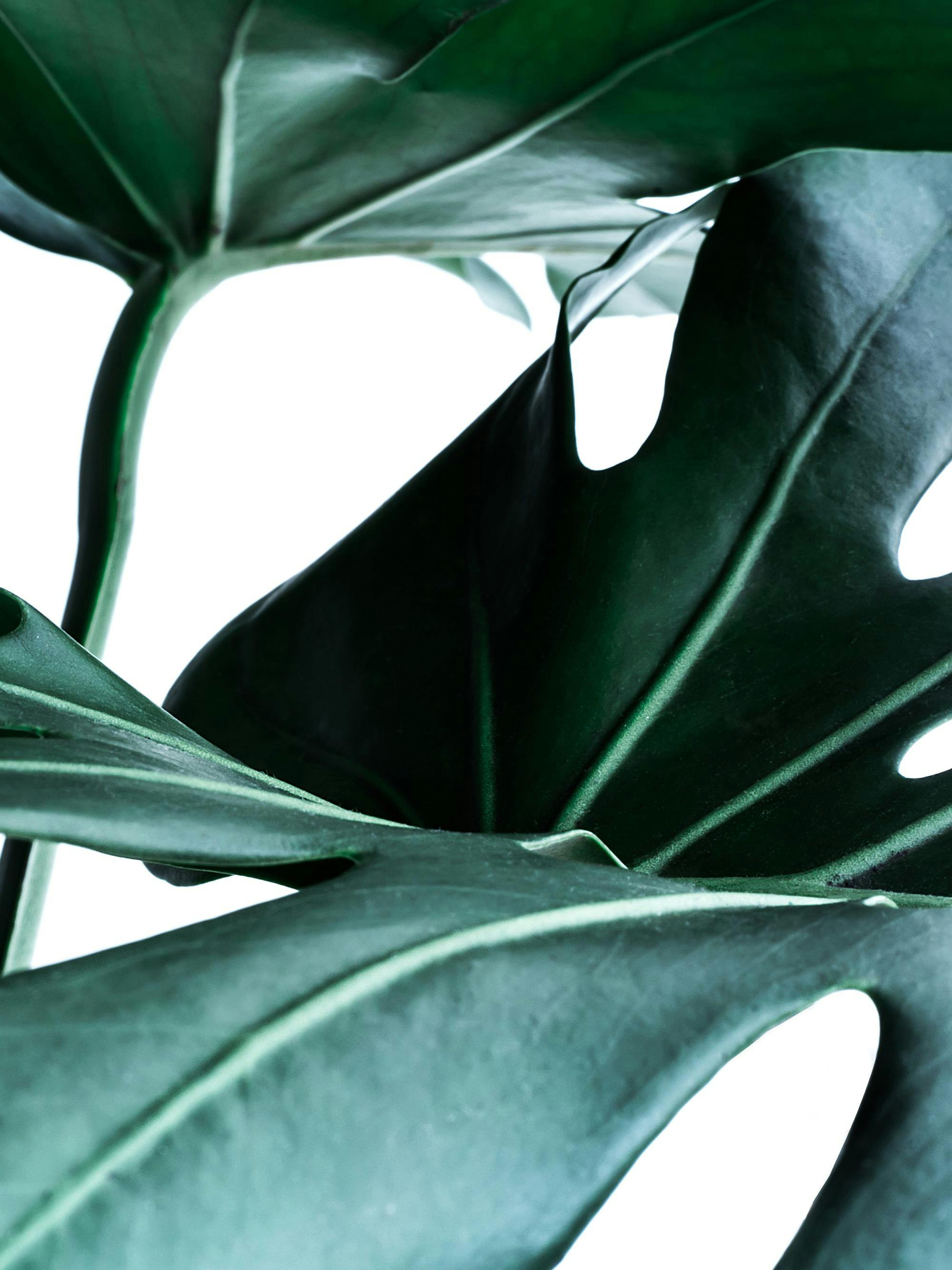Färgfotografi av mörkgröna Monstera-blad med tydliga bladnerver, mot en vit bakgrund. Grön växt. Botanisk poster.