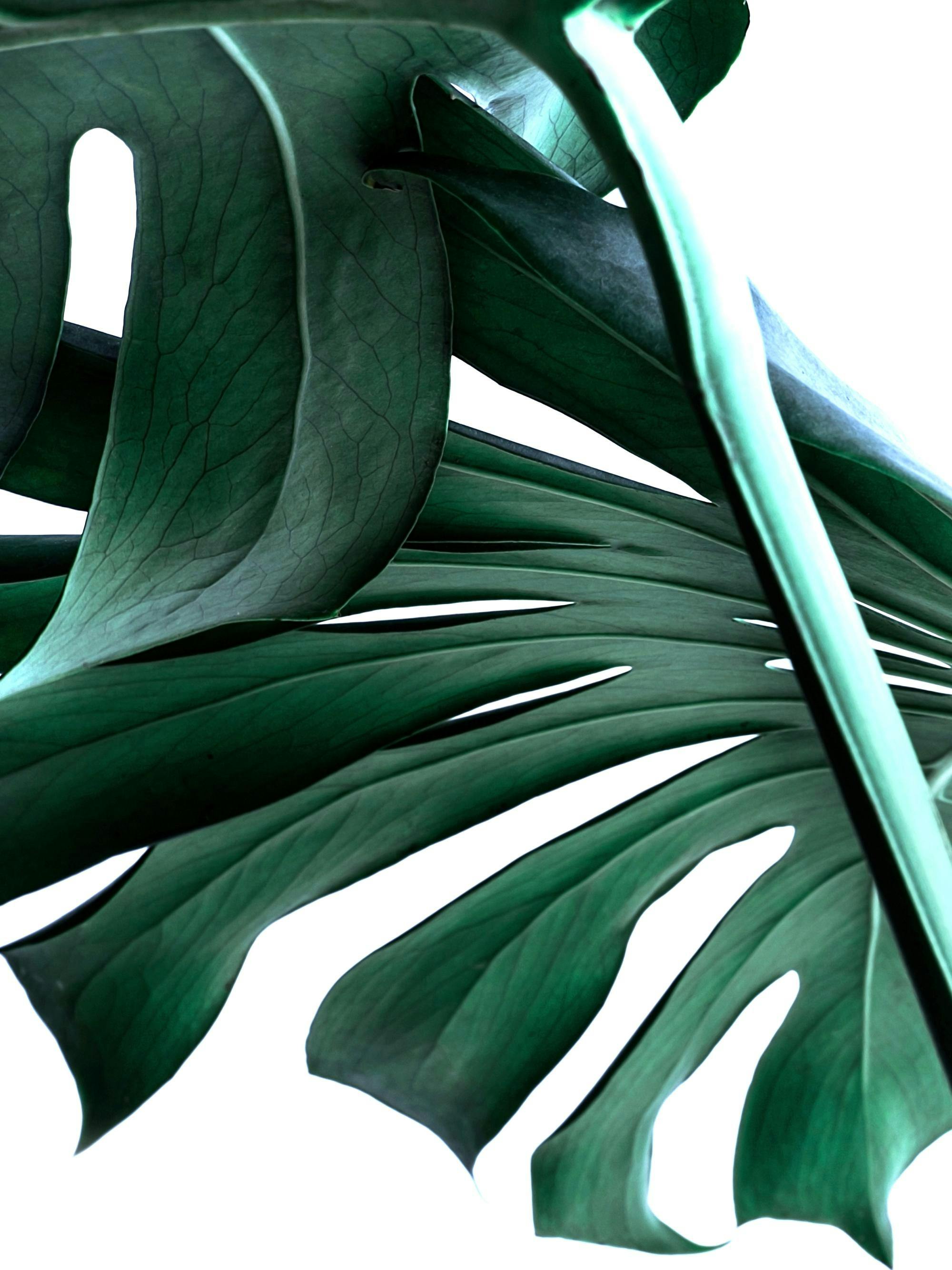 Närbild av ett mörkgrönt monsterablad med tydliga bladhål och vener på en vit bakgrund, botanisk affisch.