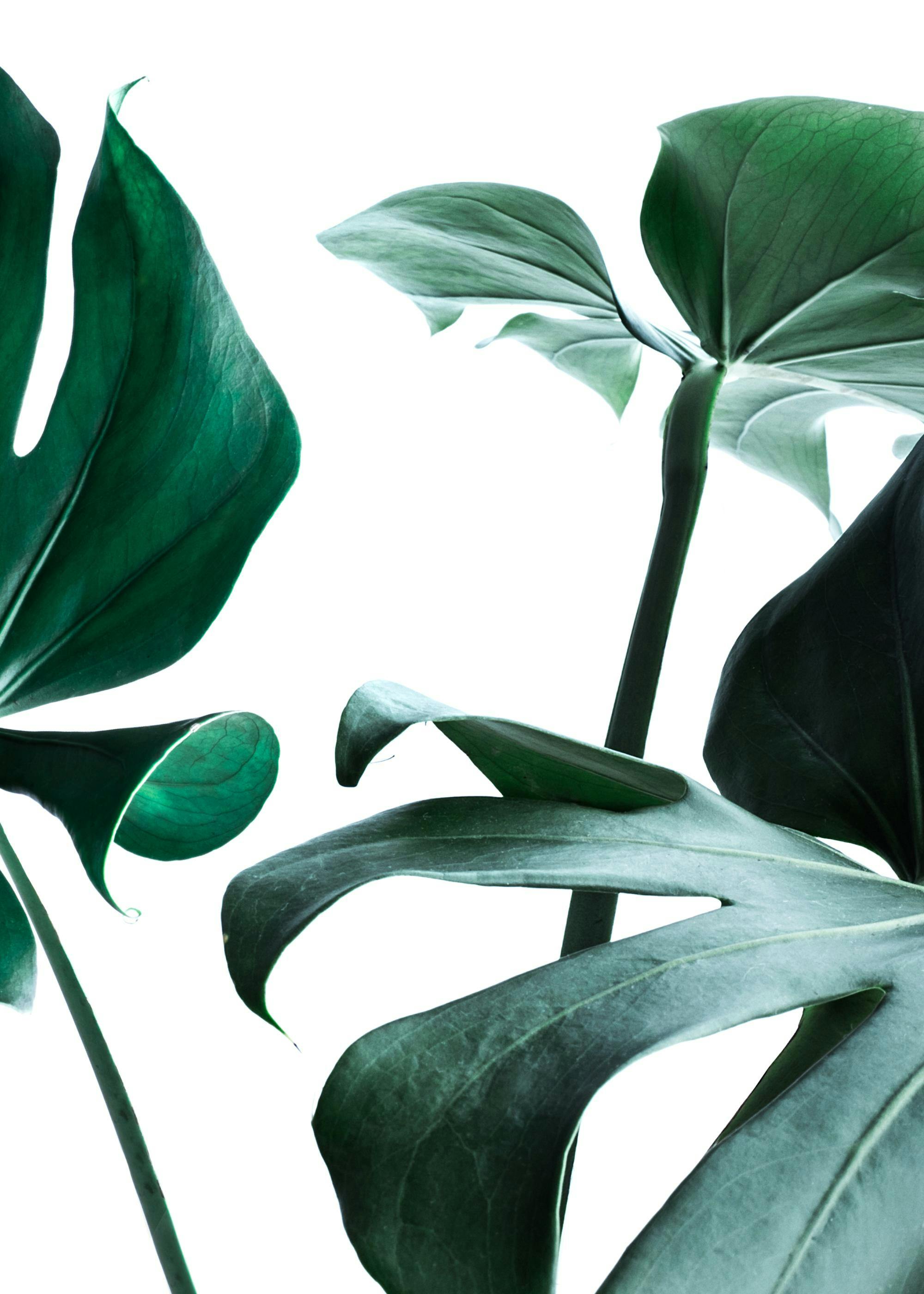 Big Monstera No.3 Poster 0