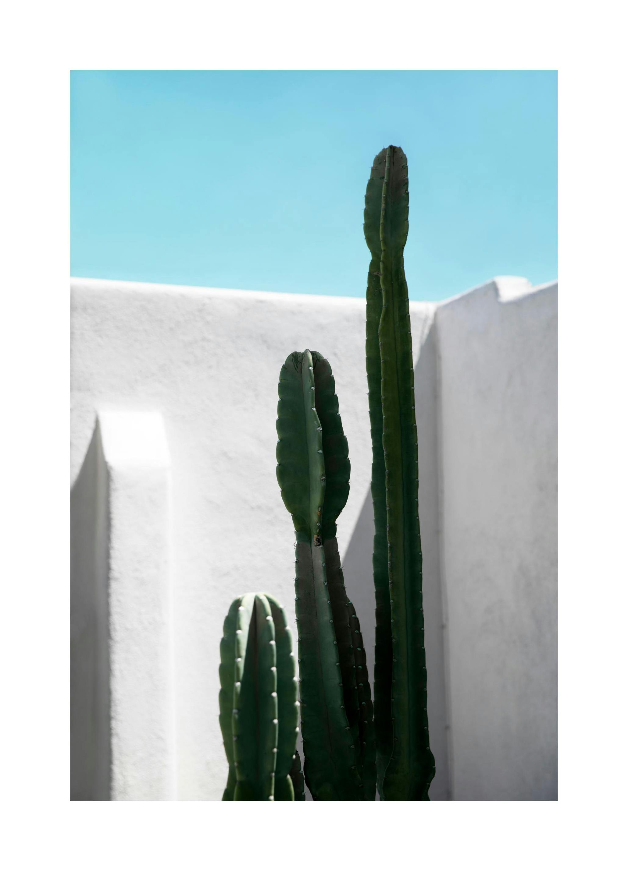 Cactus Wall Affiche (50x70 cm)