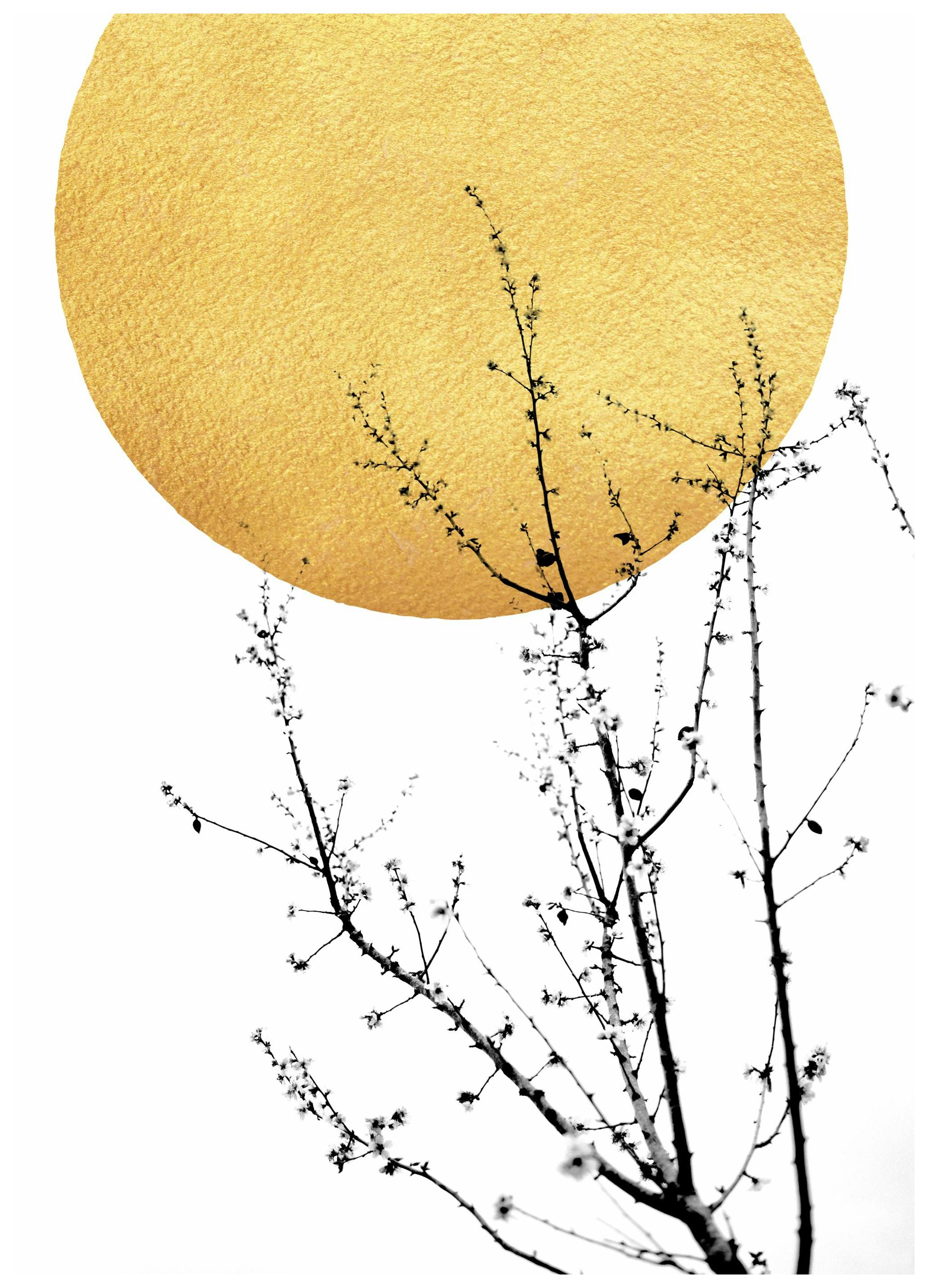 Boris Draschoff / Kubistika - Sunshine of My Life Poster (40x50 cm)- Poster di fiori & piante