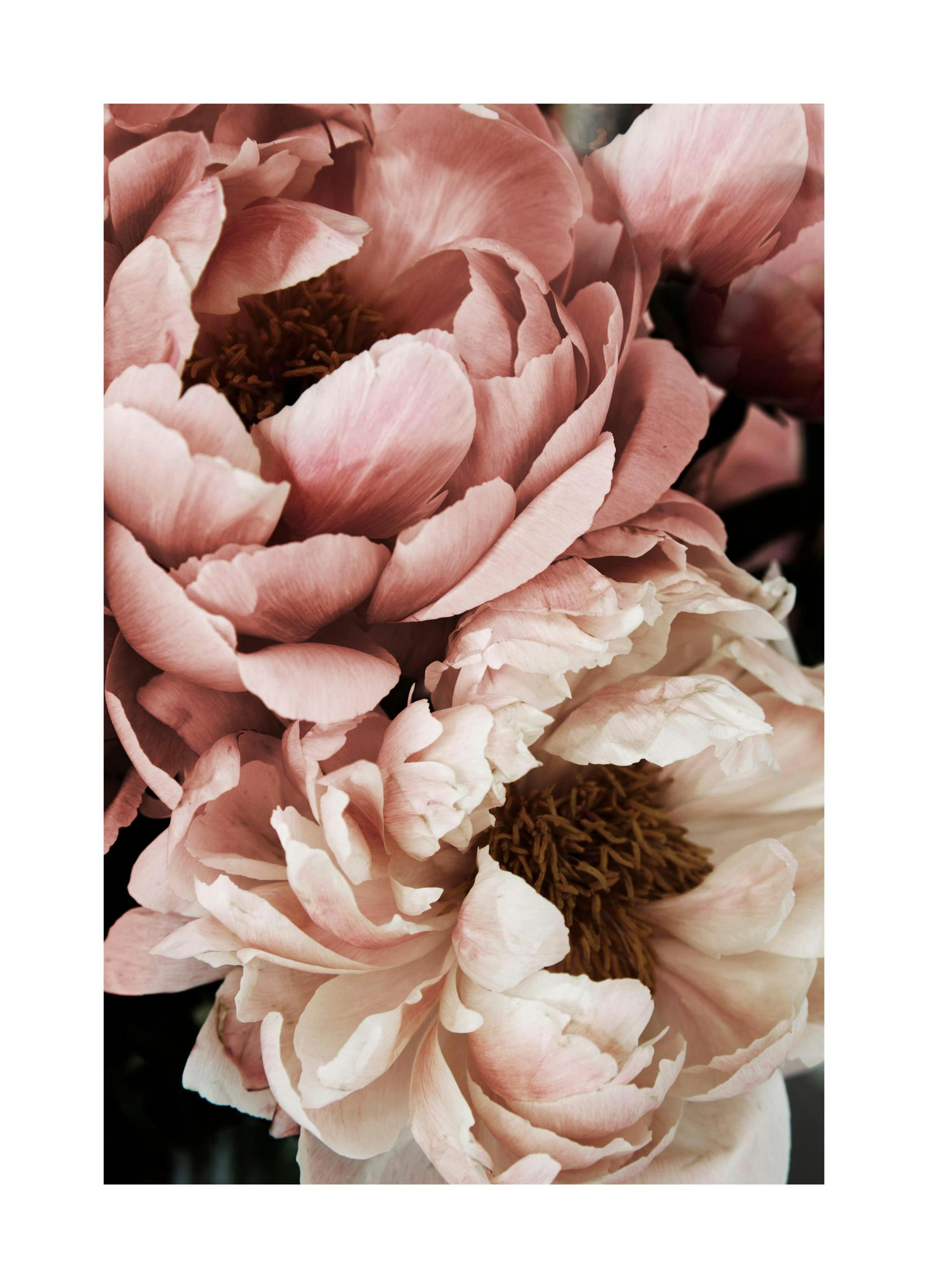 Coral Sunset Peony Poster (21x30 cm)