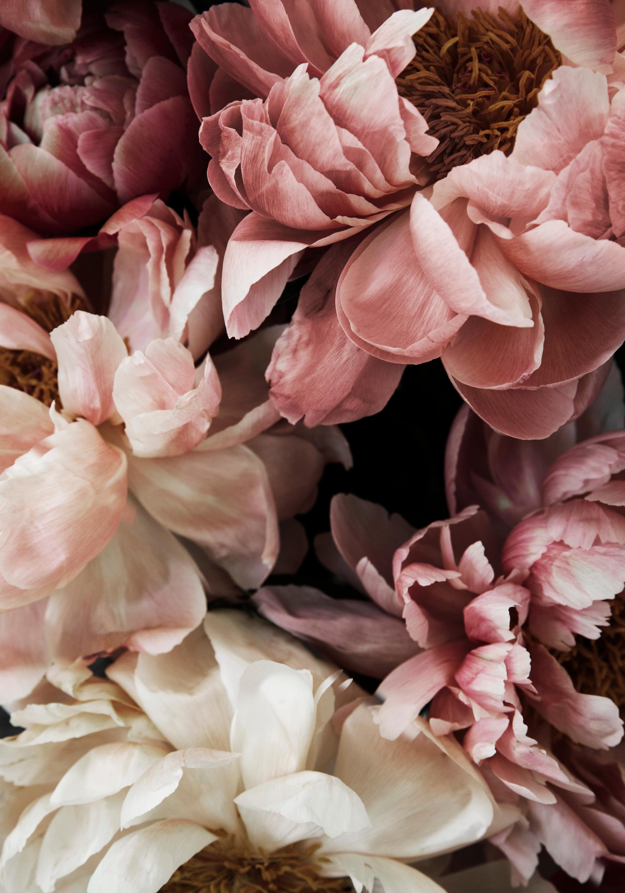 Flower Wall Poster – Peony Botanical Wall Art | Desenio UK