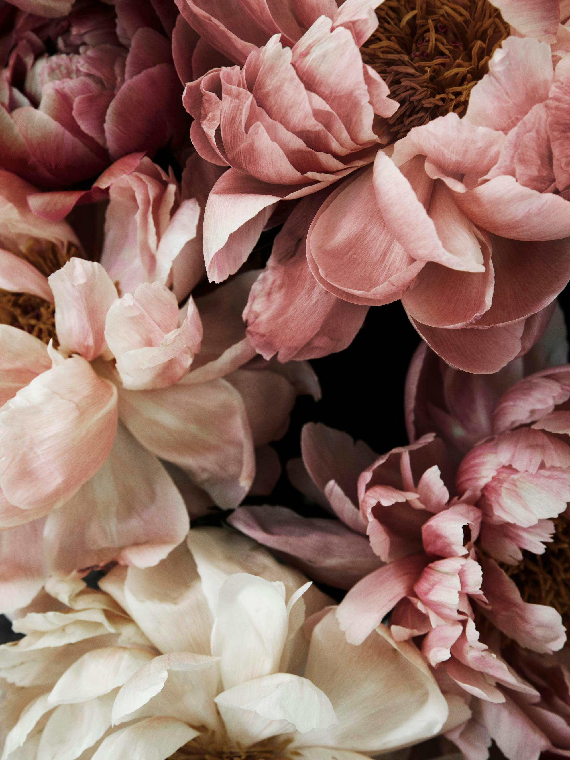 Närbild av rosa och vita pioner i full blom, med mjuka kronblad och detaljerade ståndare. Blomfotografi.