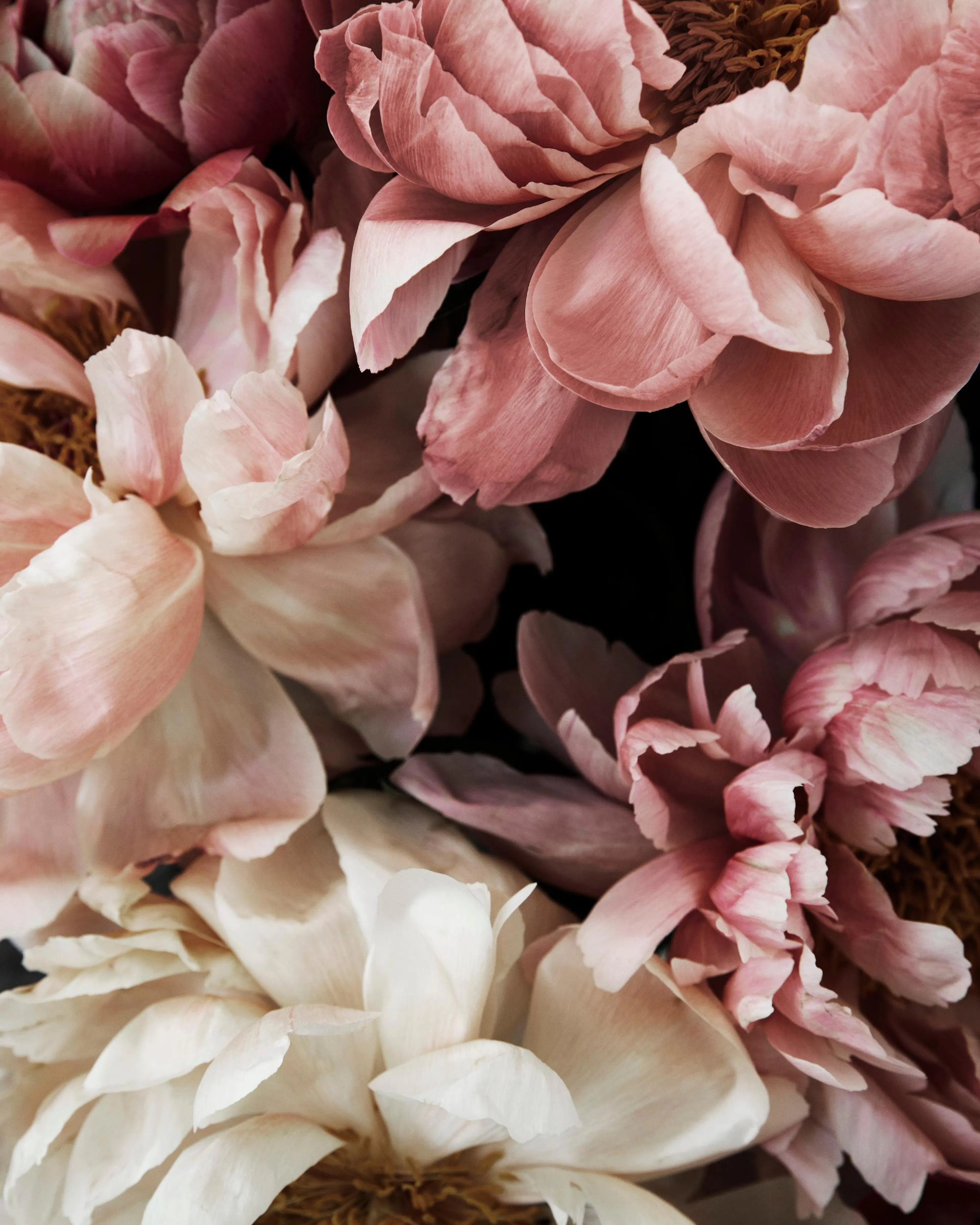 Floral photograph of large pink and white peonies, showcasing their delicate petals and romantic aesthetic.