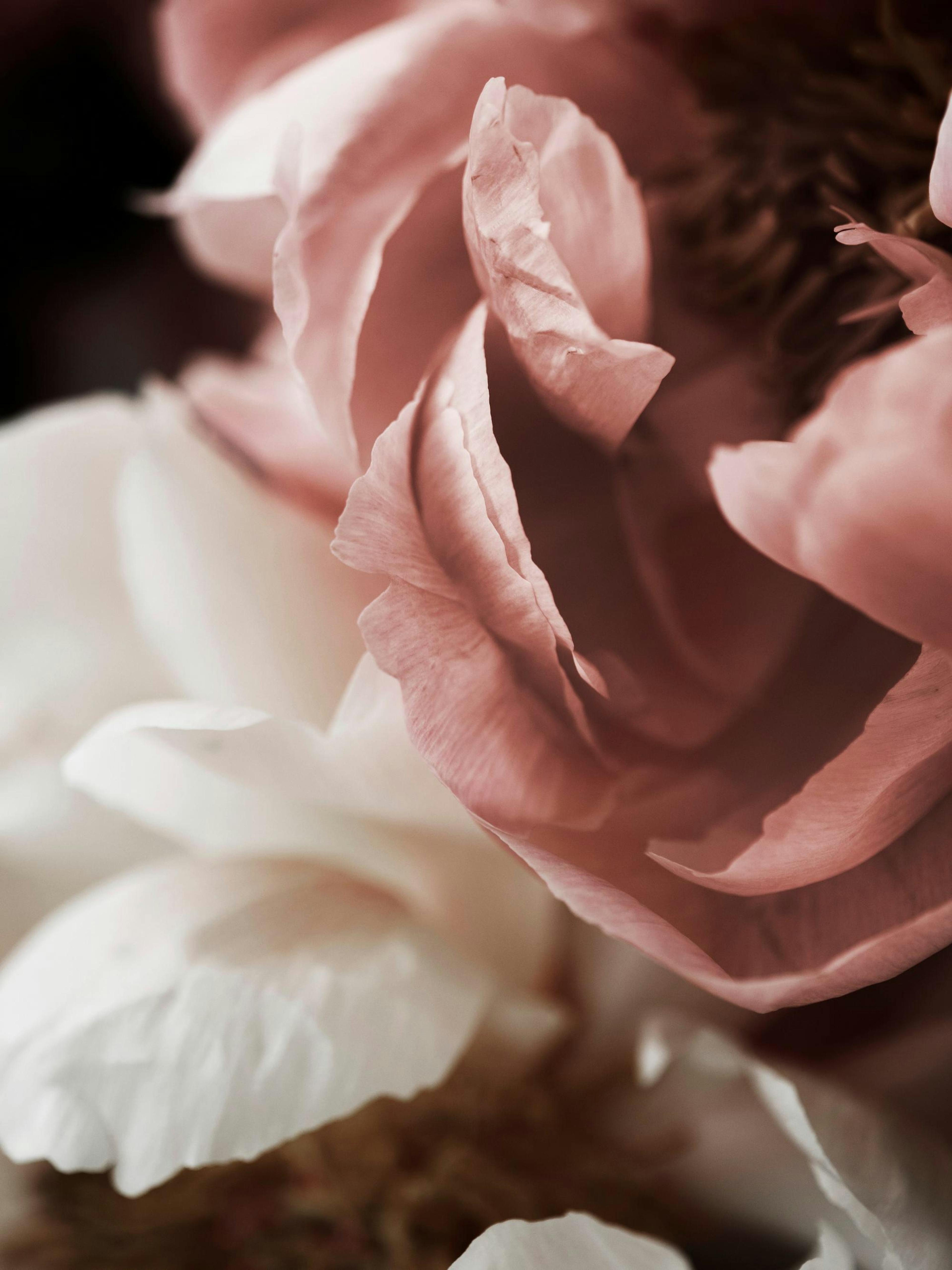Close-up peony print featuring delicate pink and white petals, a beautiful floral poster.