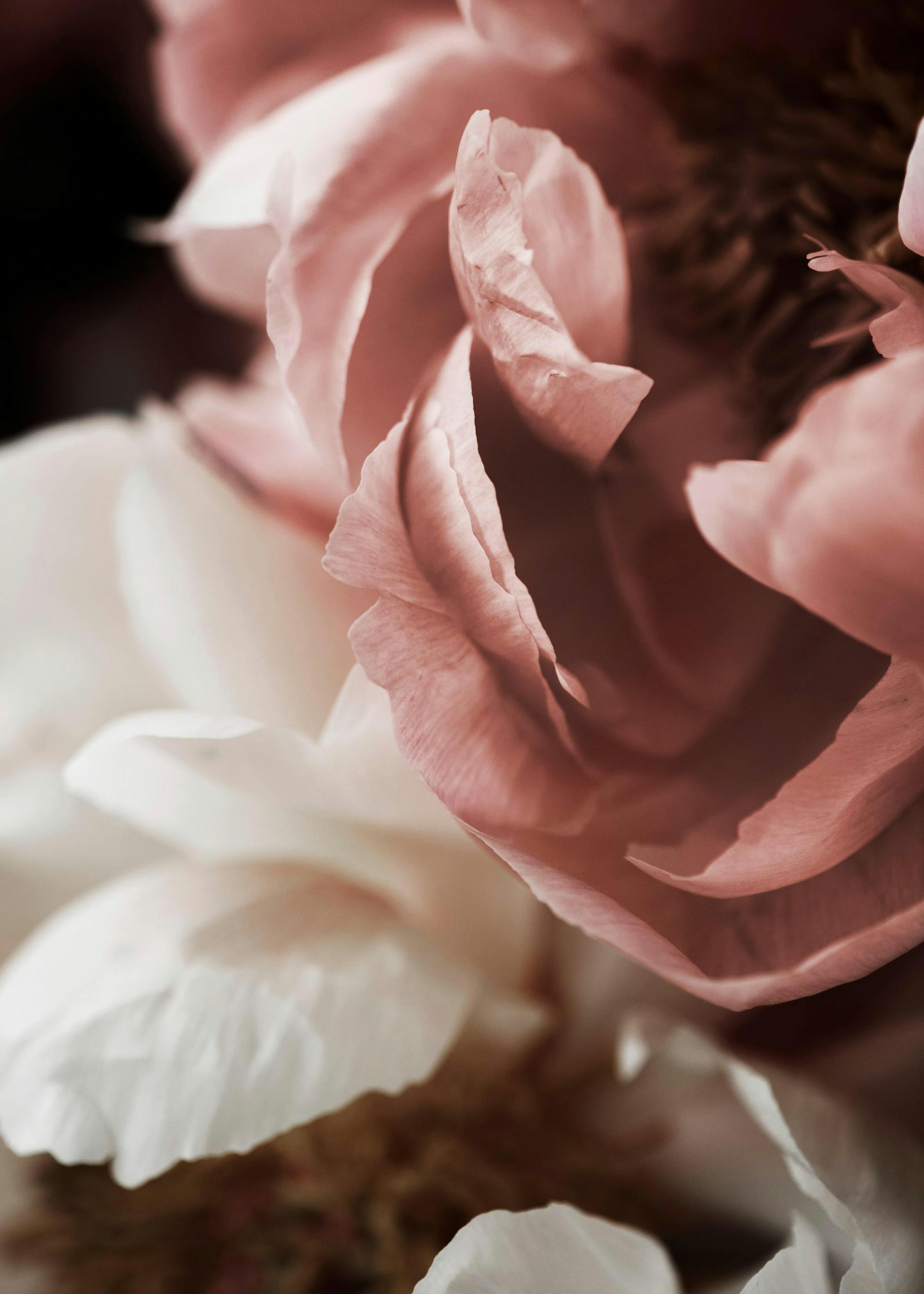 Affiche de pivoines roses et blanches en gros plan, pétales doux aux nuances délicates, photographie florale artistique