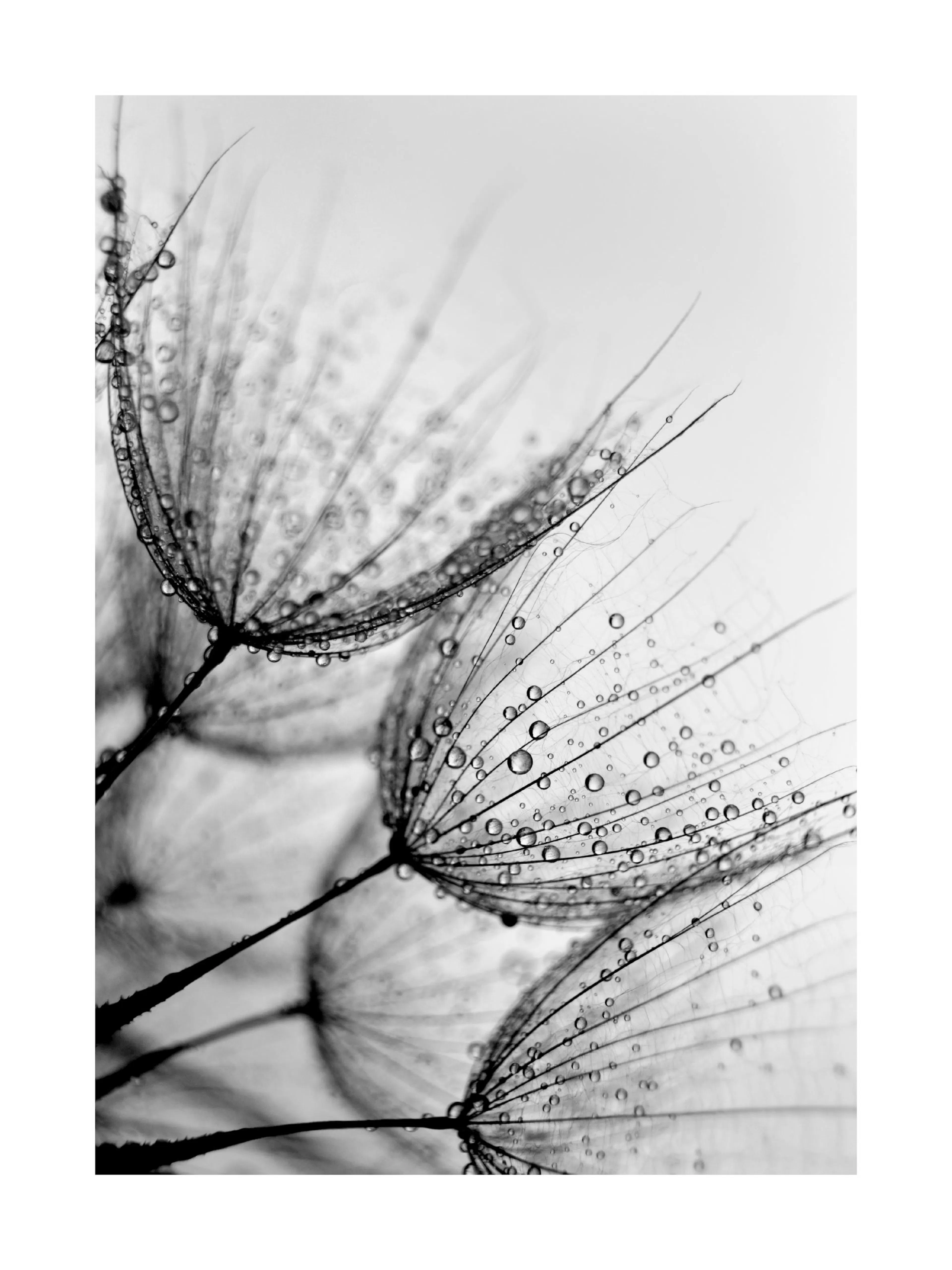 Black and white poster print of dandelion seeds with water drops