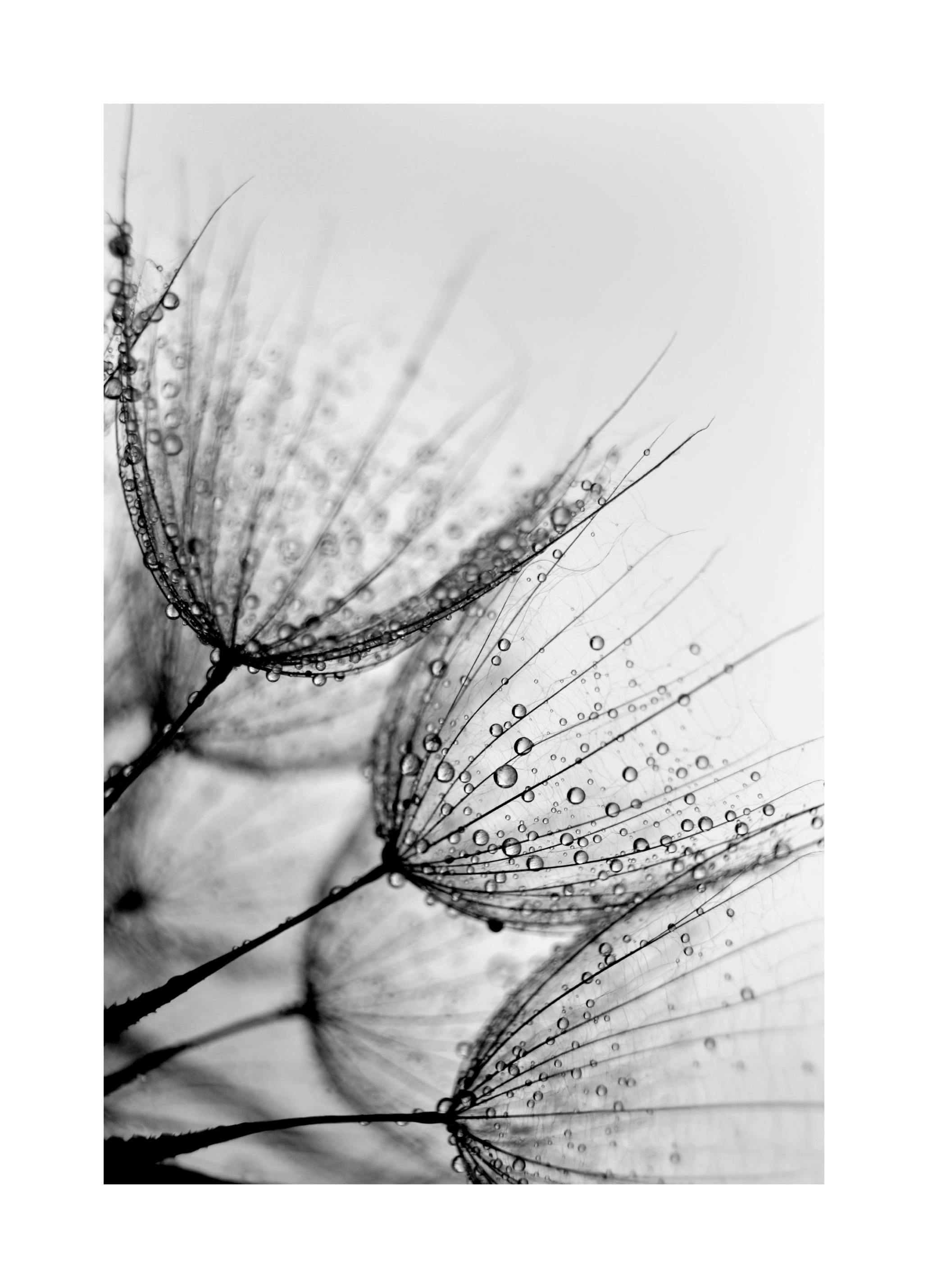 Dandelion Drops Affiche (21x30 cm) - Affiches noir et blanc