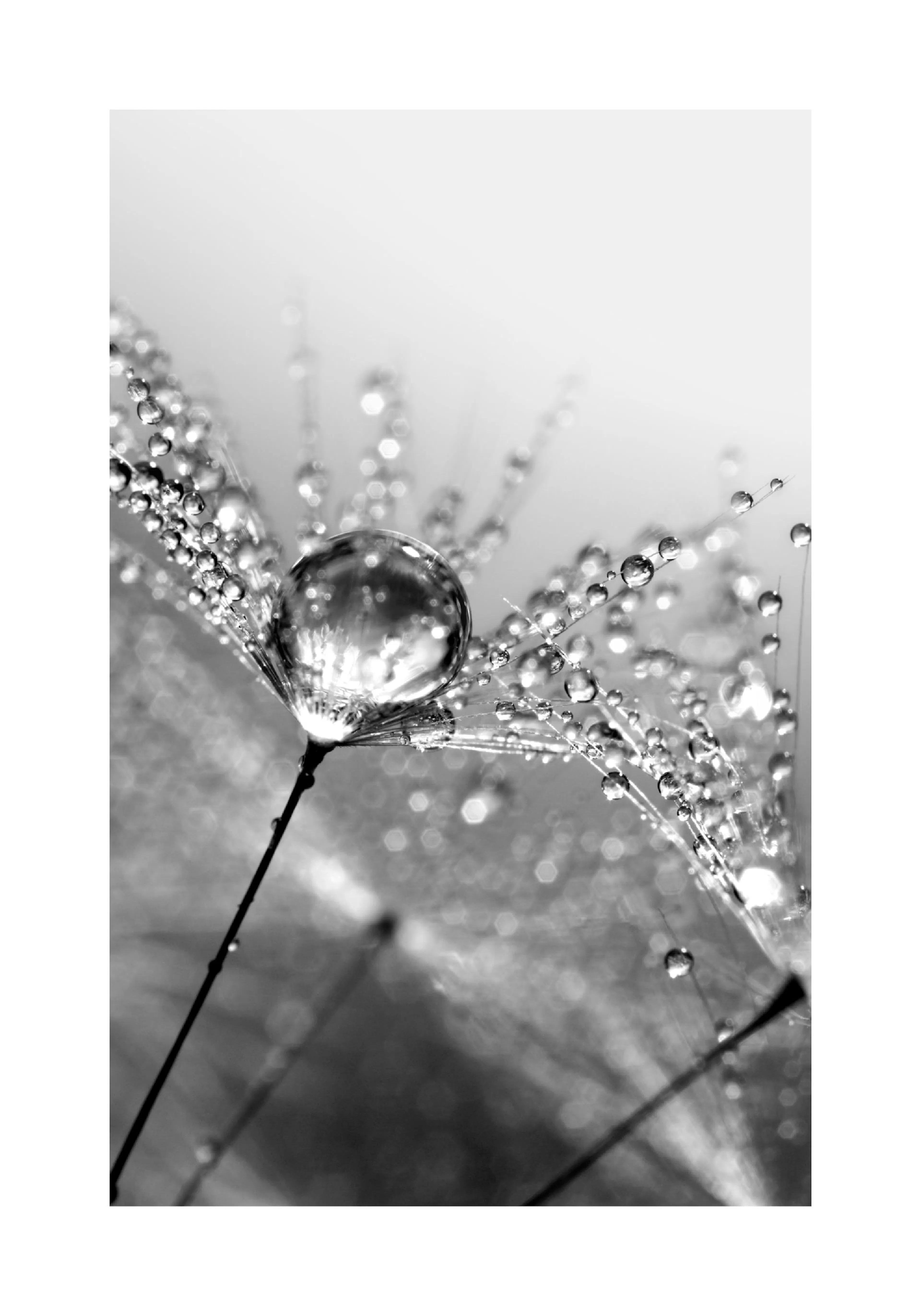 Monochrome dandelion seed with dew drops, macro detail poster print, nature photography.