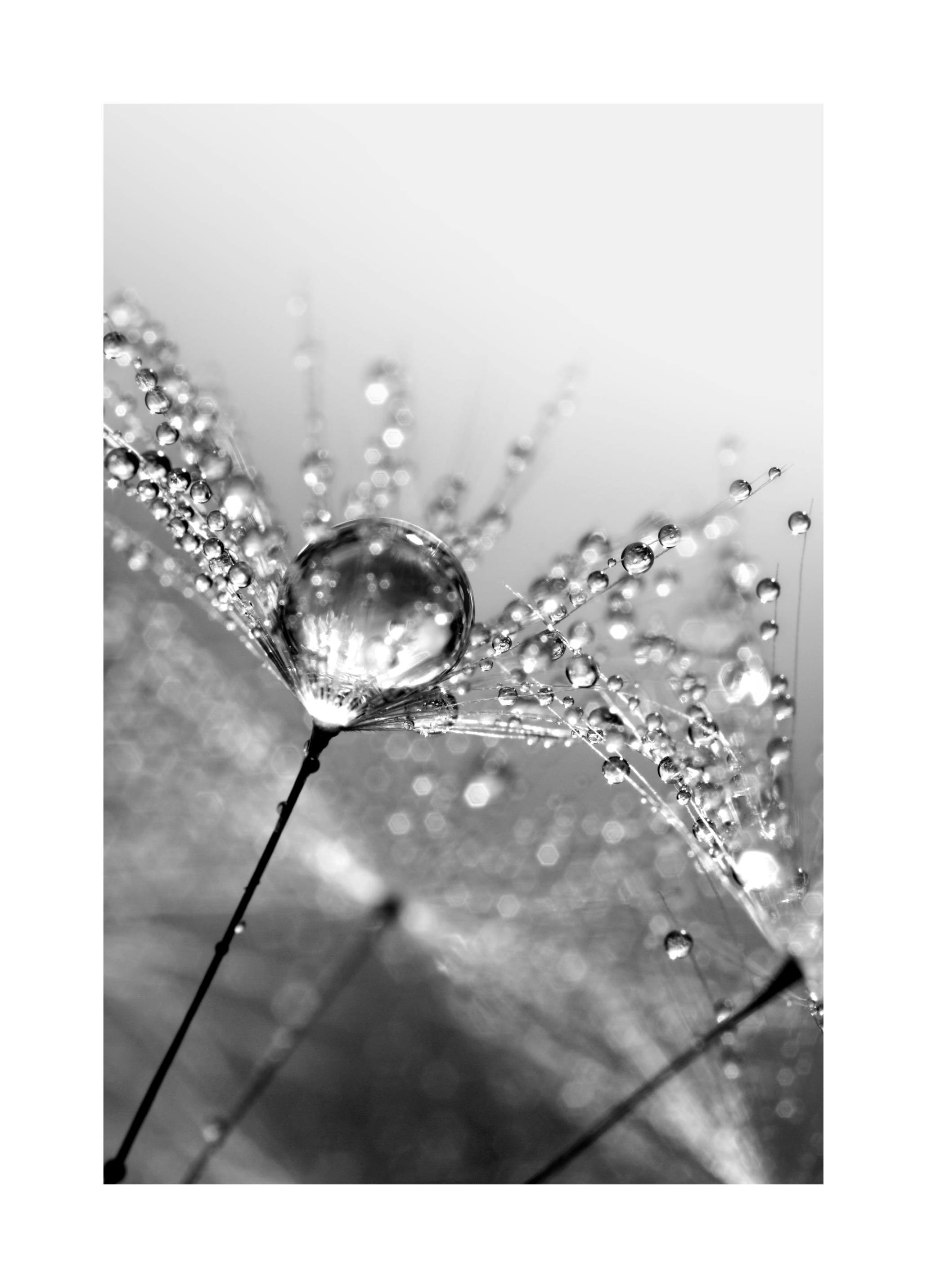 Dandelion Dew Affiche (21x30 cm) - Affiches noir et blanc