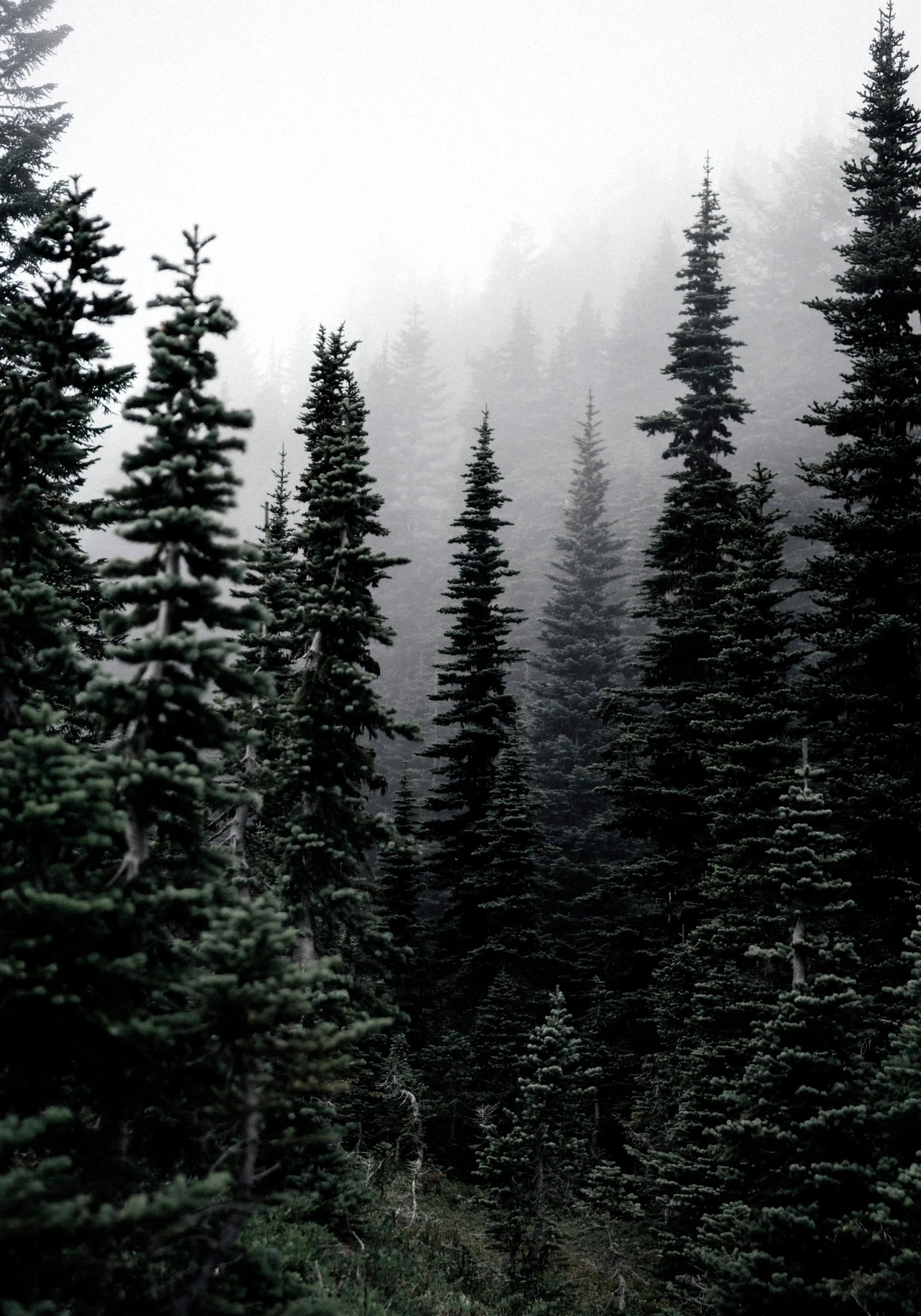Dark green pine trees in a foggy forest print, a natural landscape poster.
