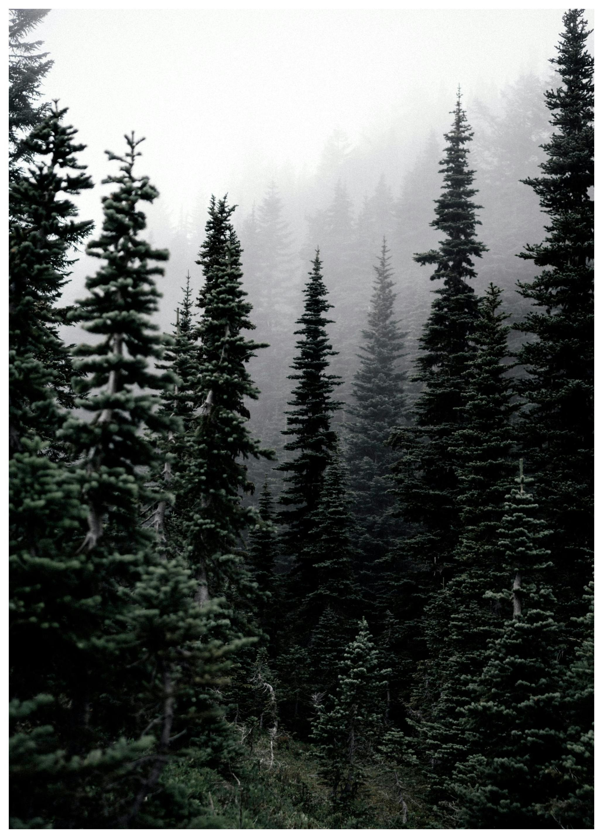 Foggy Woods Poster (70x100 cm)