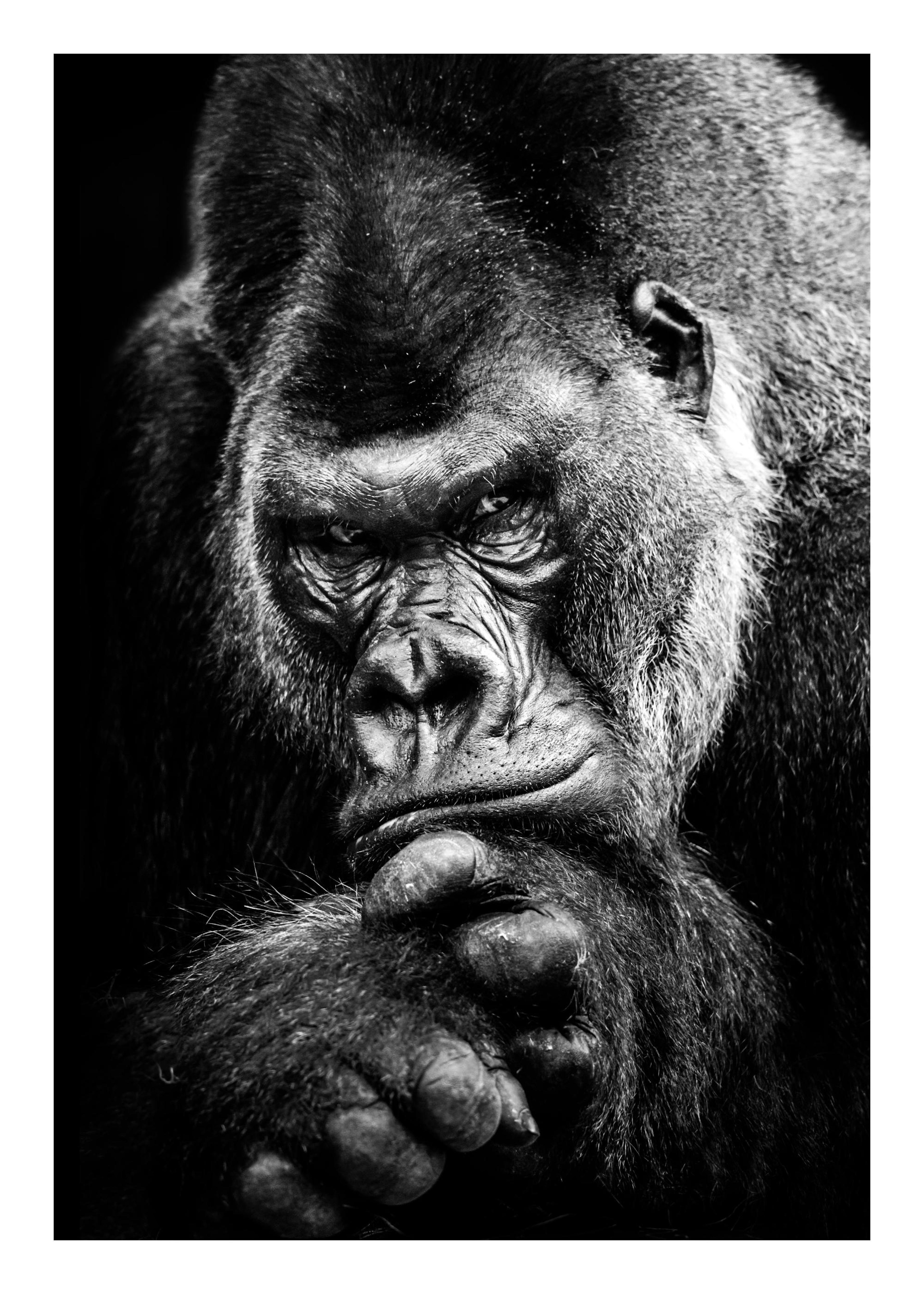 Gorilla Plakat 0