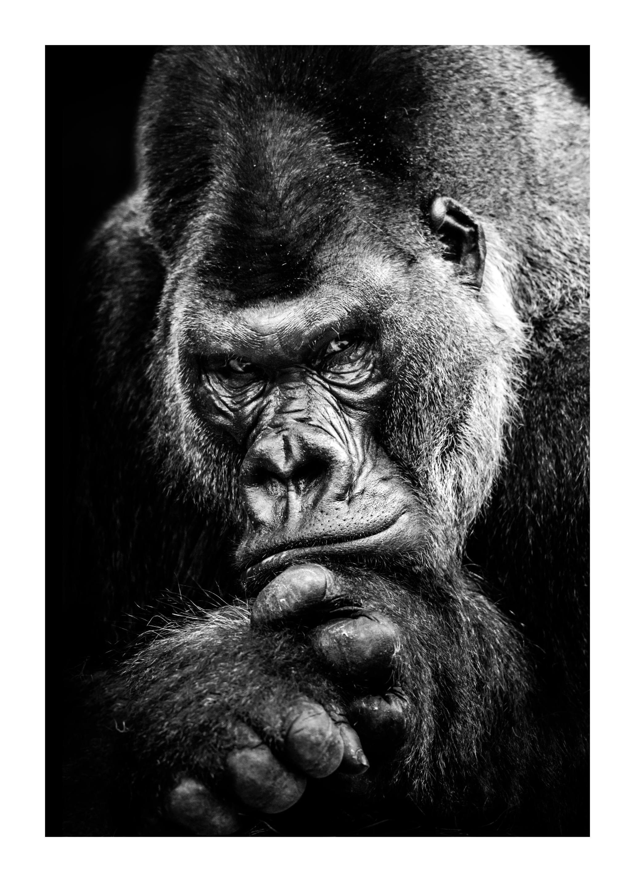 Gorilla Plakat (30x40 cm)- Czarno-białe plakaty