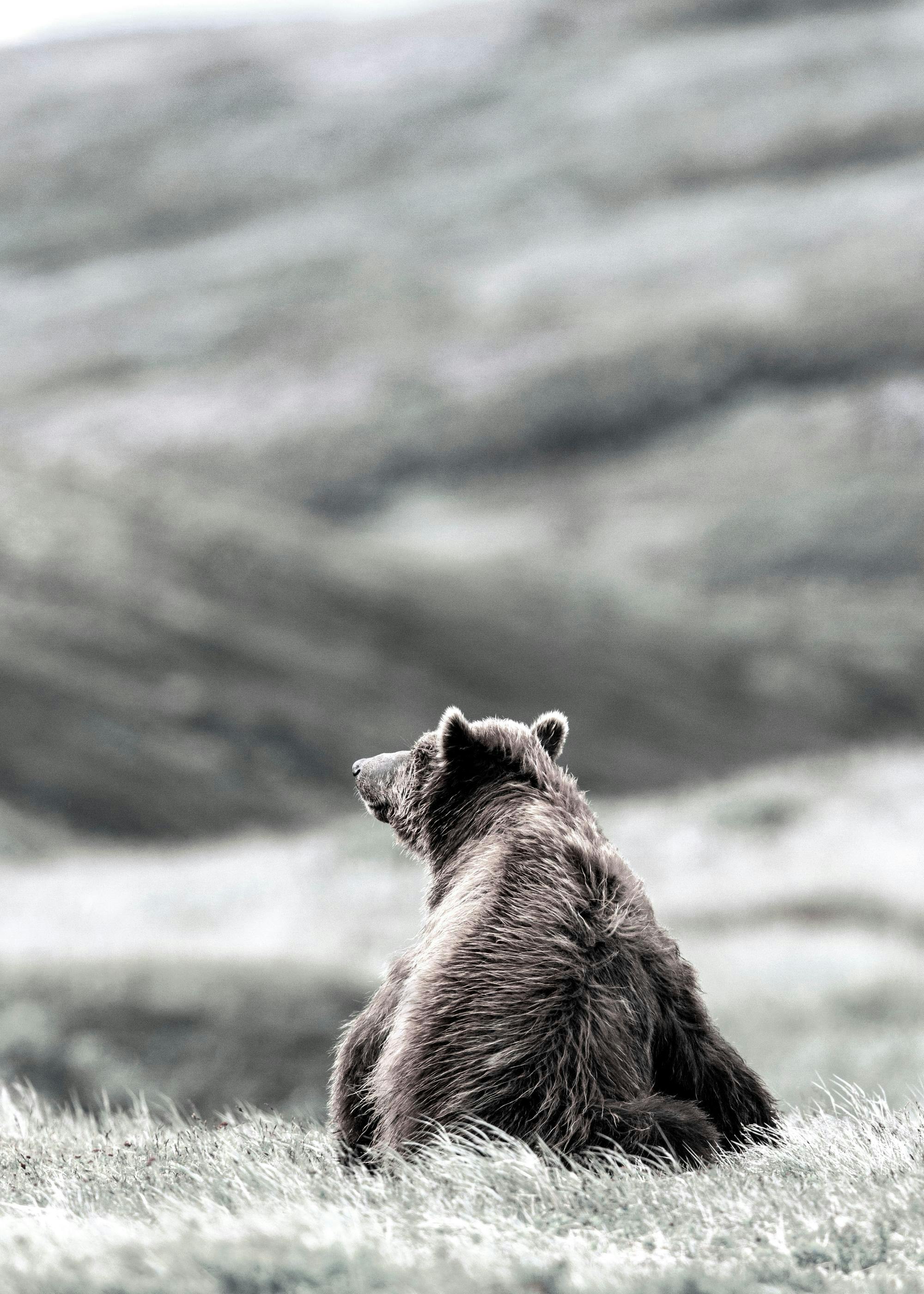 Orso bruno seduto sullerba, fotografia naturalistica, orso pensieroso, poster animale, fauna selvatica.