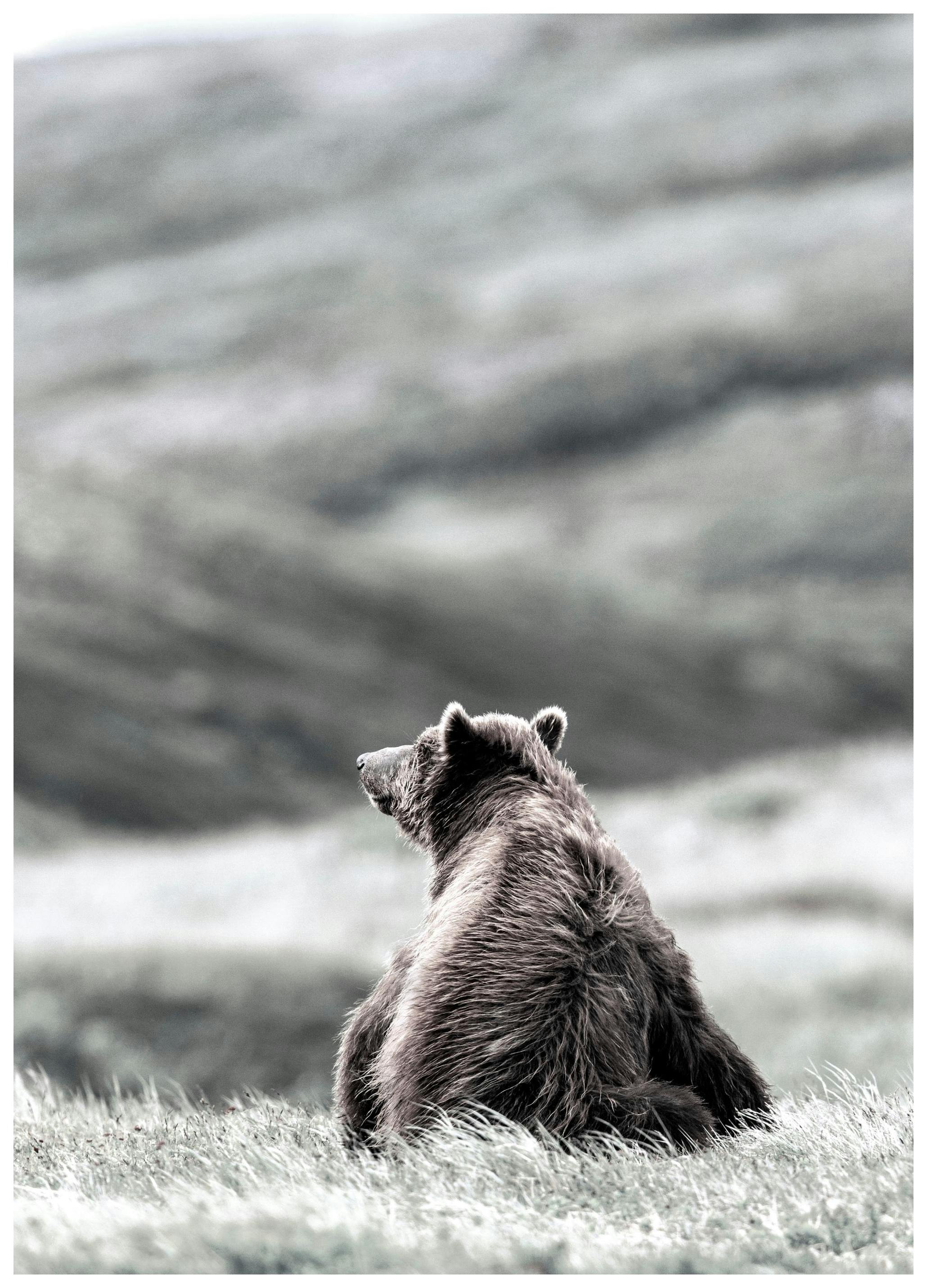 Thinking Bear Plakat (50x70 cm) - Plakater > Naturplakater