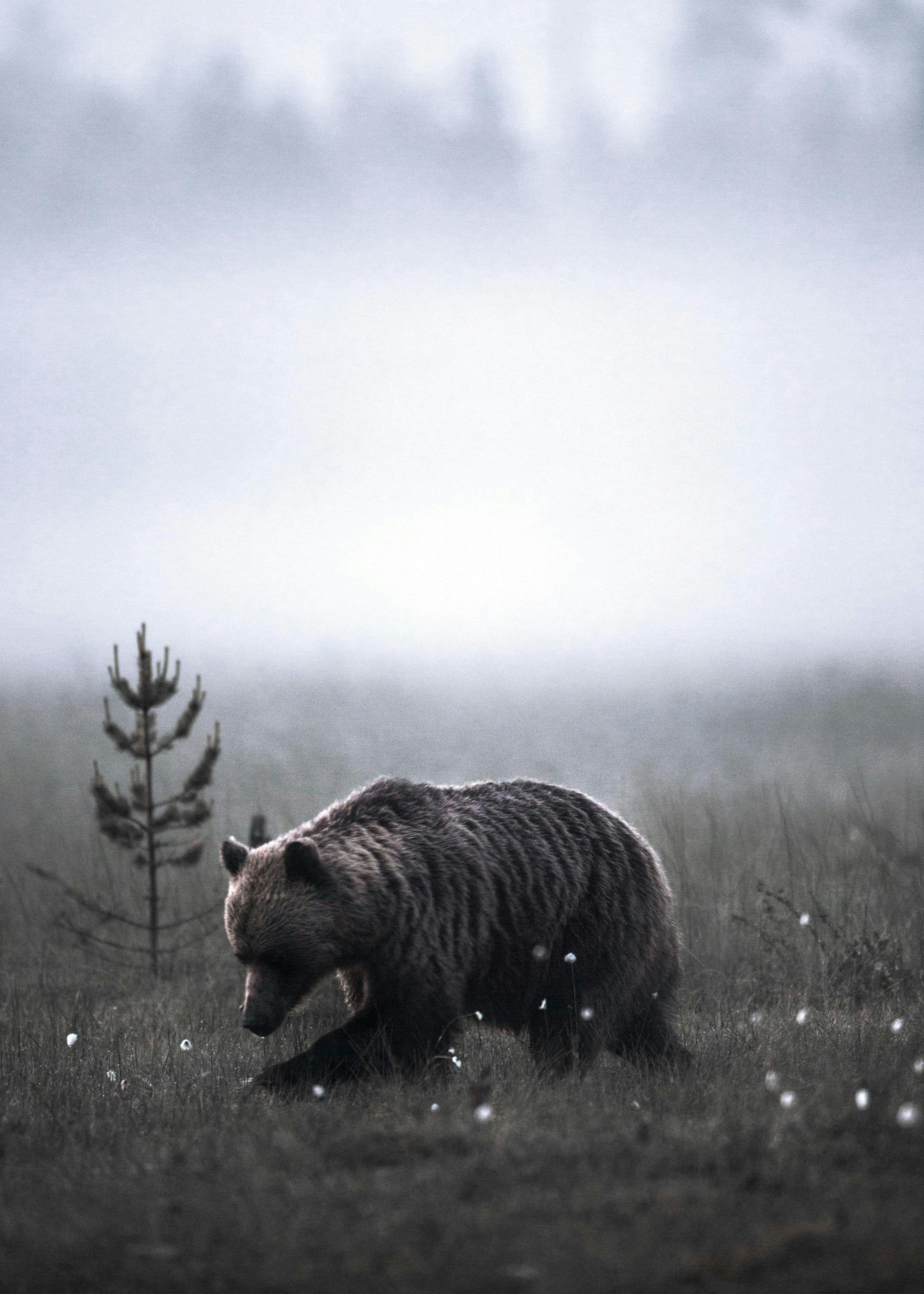 Urso pardo a caminhar num campo nebuloso ao amanhecer, com pequenas plantas brancas no chão e uma árvore. Poster vida selvagem.