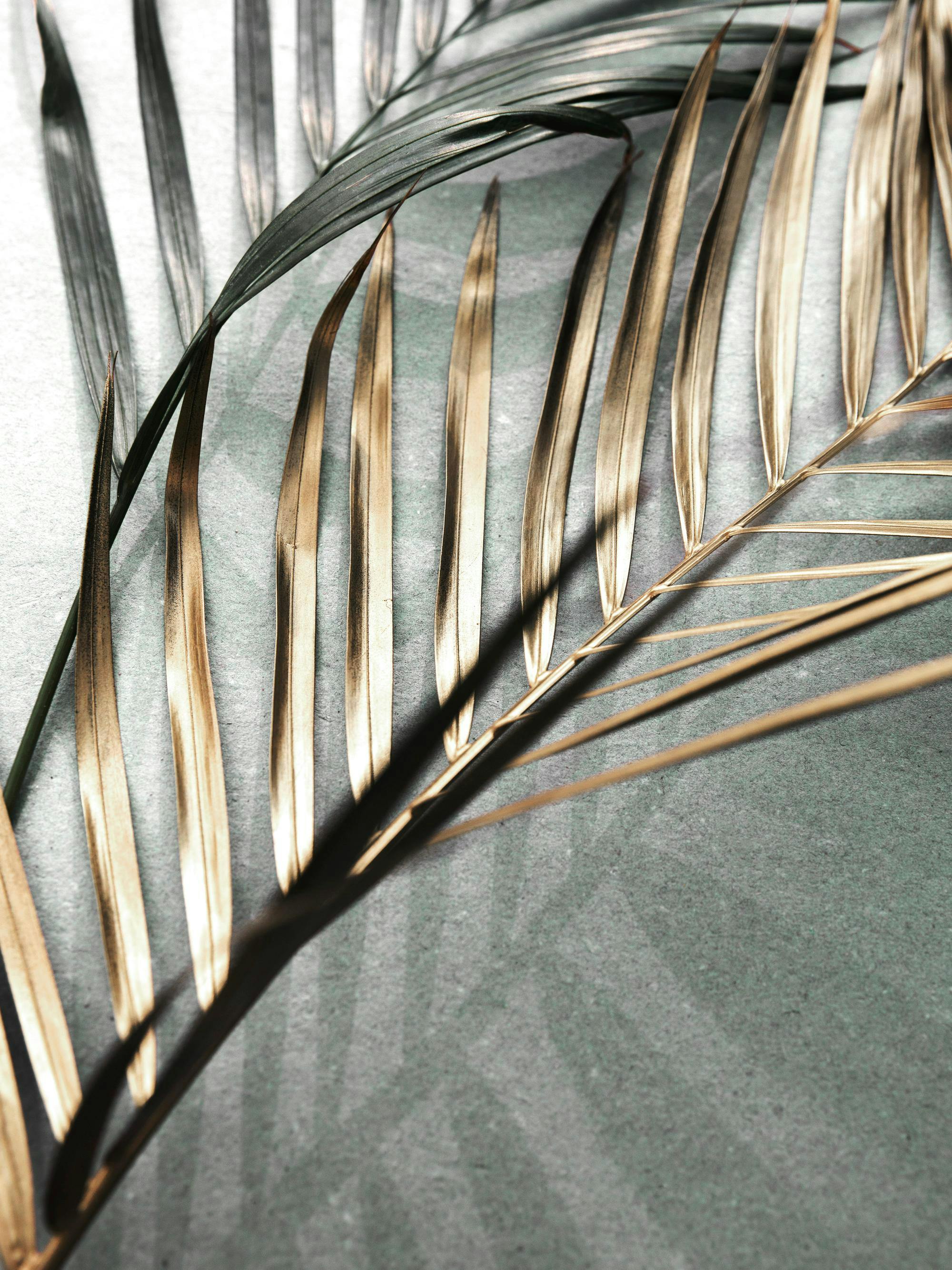 Fotografi av guldfärgade palmblad och gröna blad mot en grå stenbakgrund, botanisk poster.