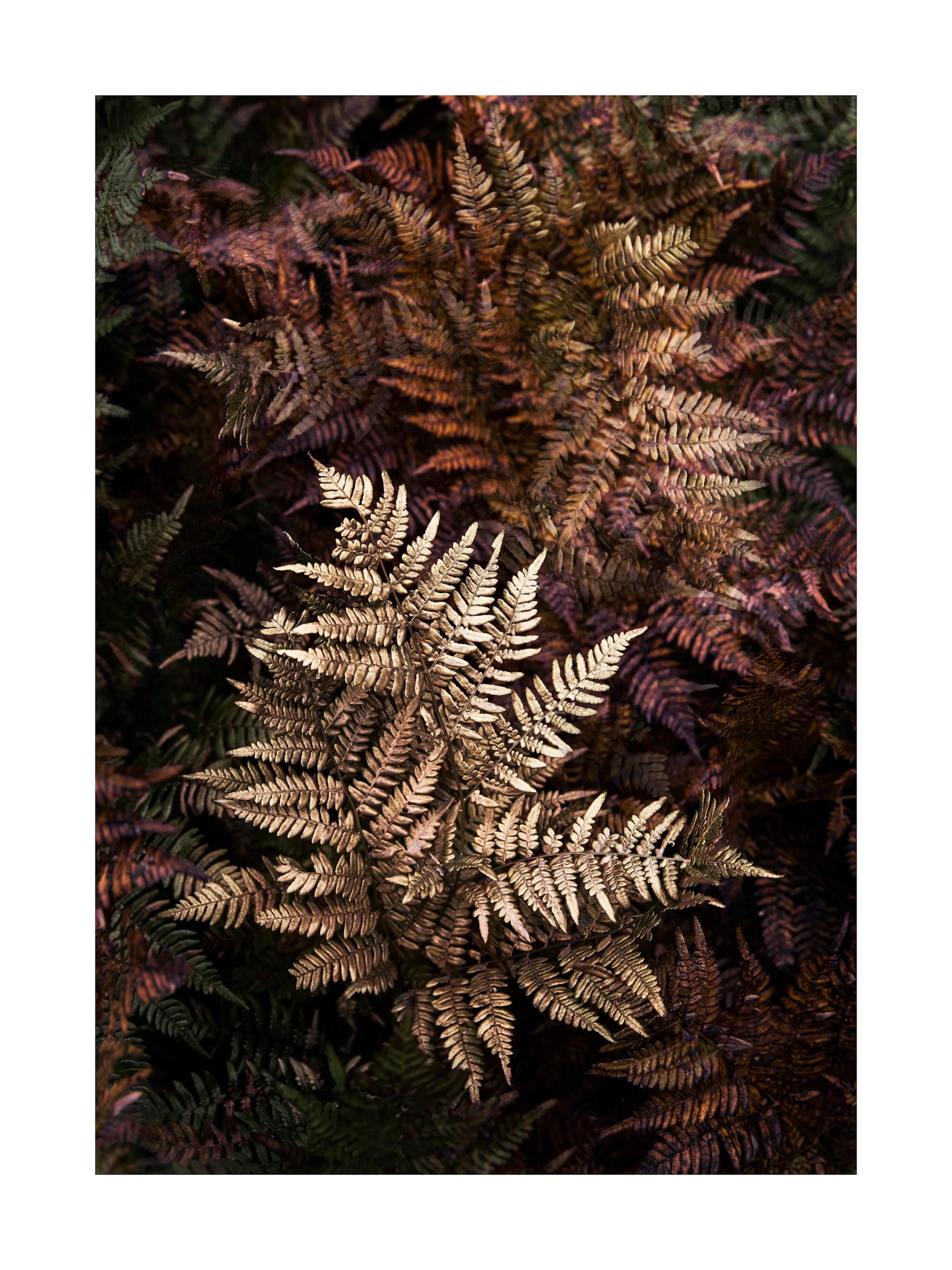 Golden fern print poster featuring radiant bronze and copper fern leaves against dark foliage, nature-inspired wall art.