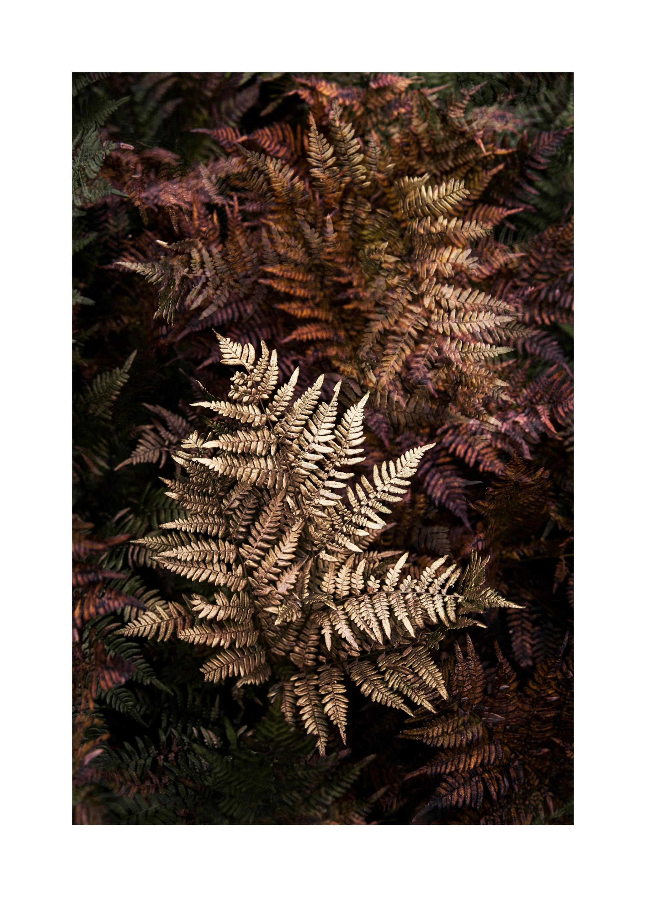 Golden Fern Affiche (50x70 cm) - Photographies