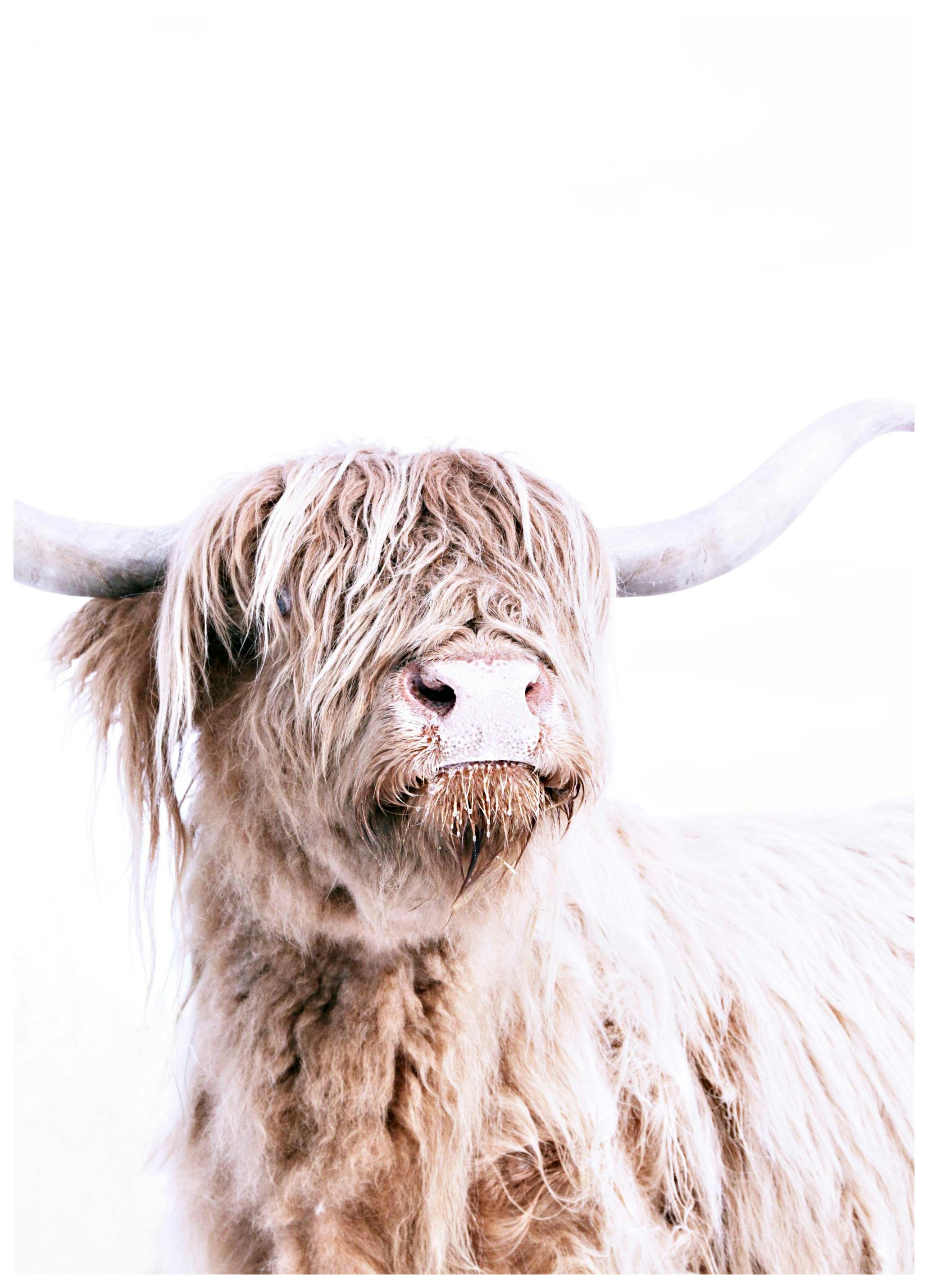 Highland Cattle Portrait Poster (30x40 cm)