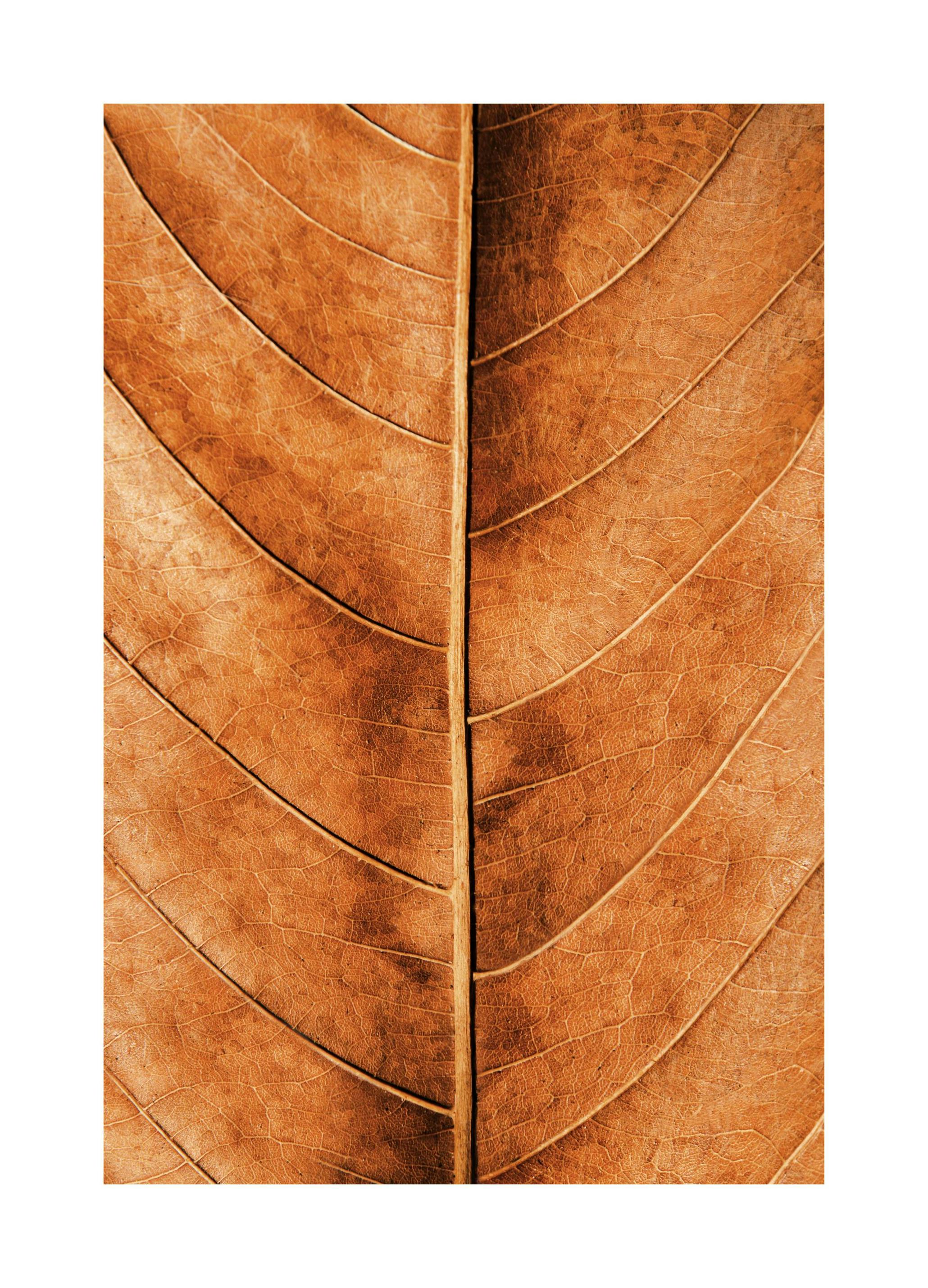 Autumn Leaf Poster (50x70 cm)