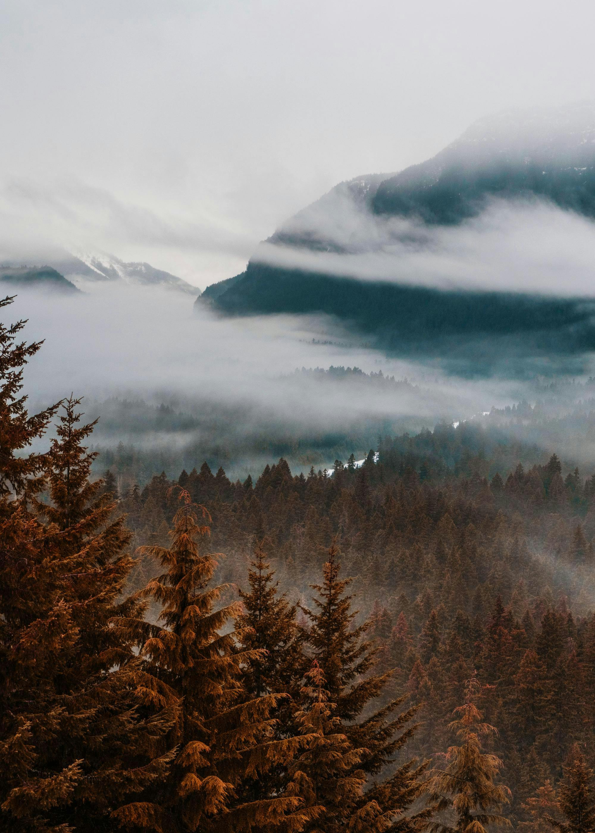 Herfstbos met mistige bergen en aarde tinten. Mysterieuze sfeer met zachte wolken.