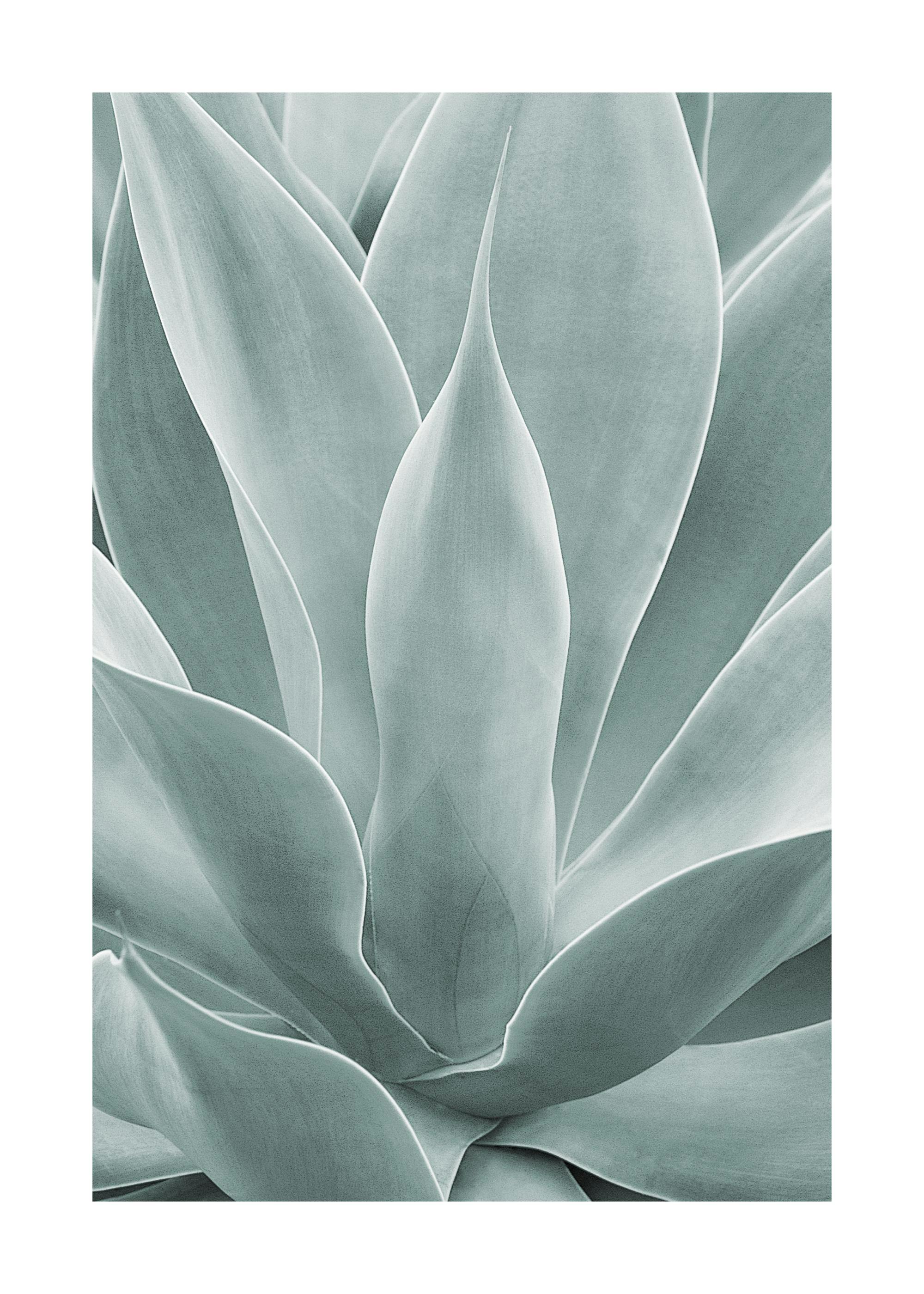 Póster de folhas de Agave em tons cinza-esverdeados, com detalhes suaves e textura natural.