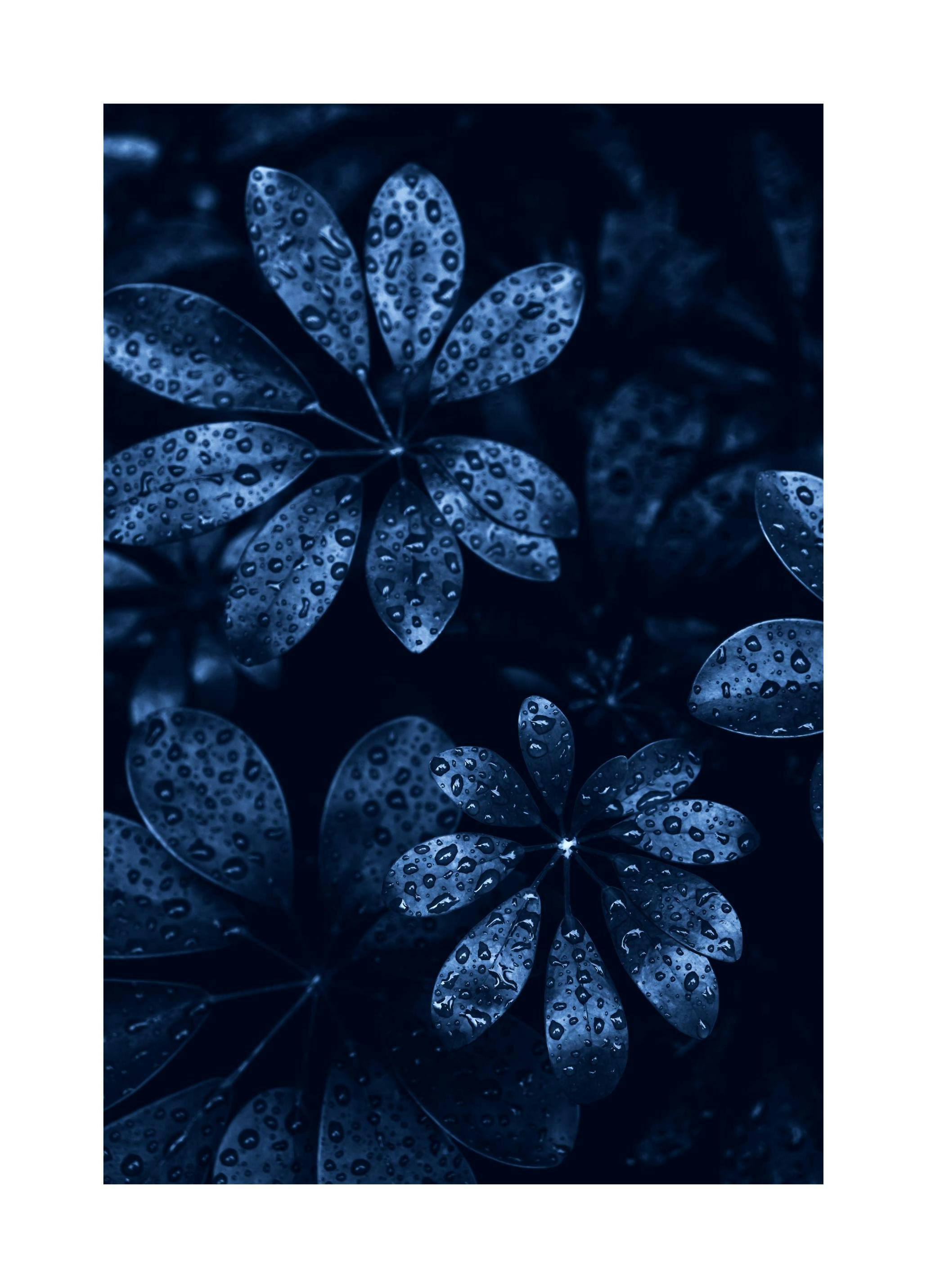 Raindrops on Leaves Poster (21x30 cm)
