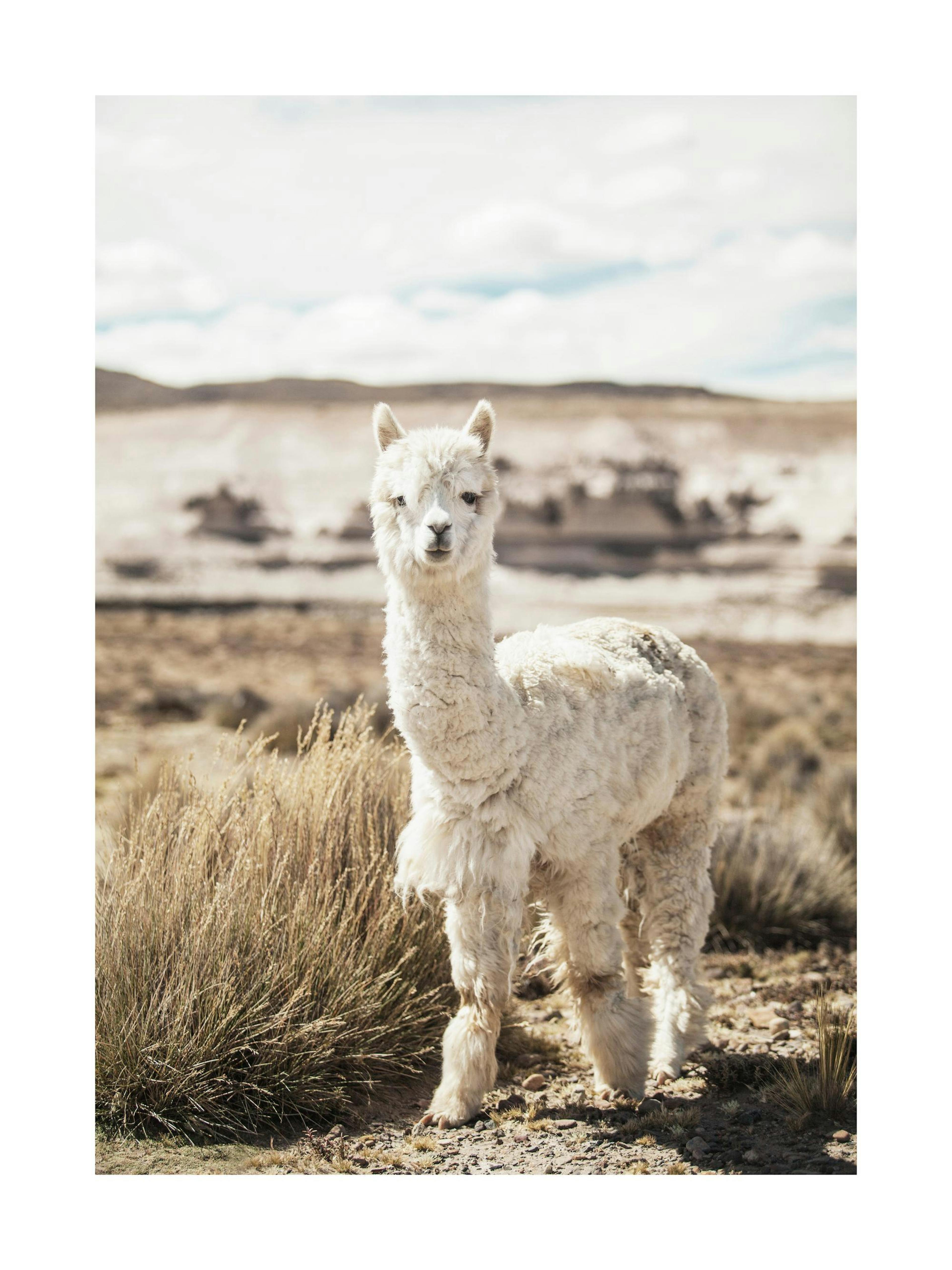 Curious white alpaca standing in dry grass field poster print