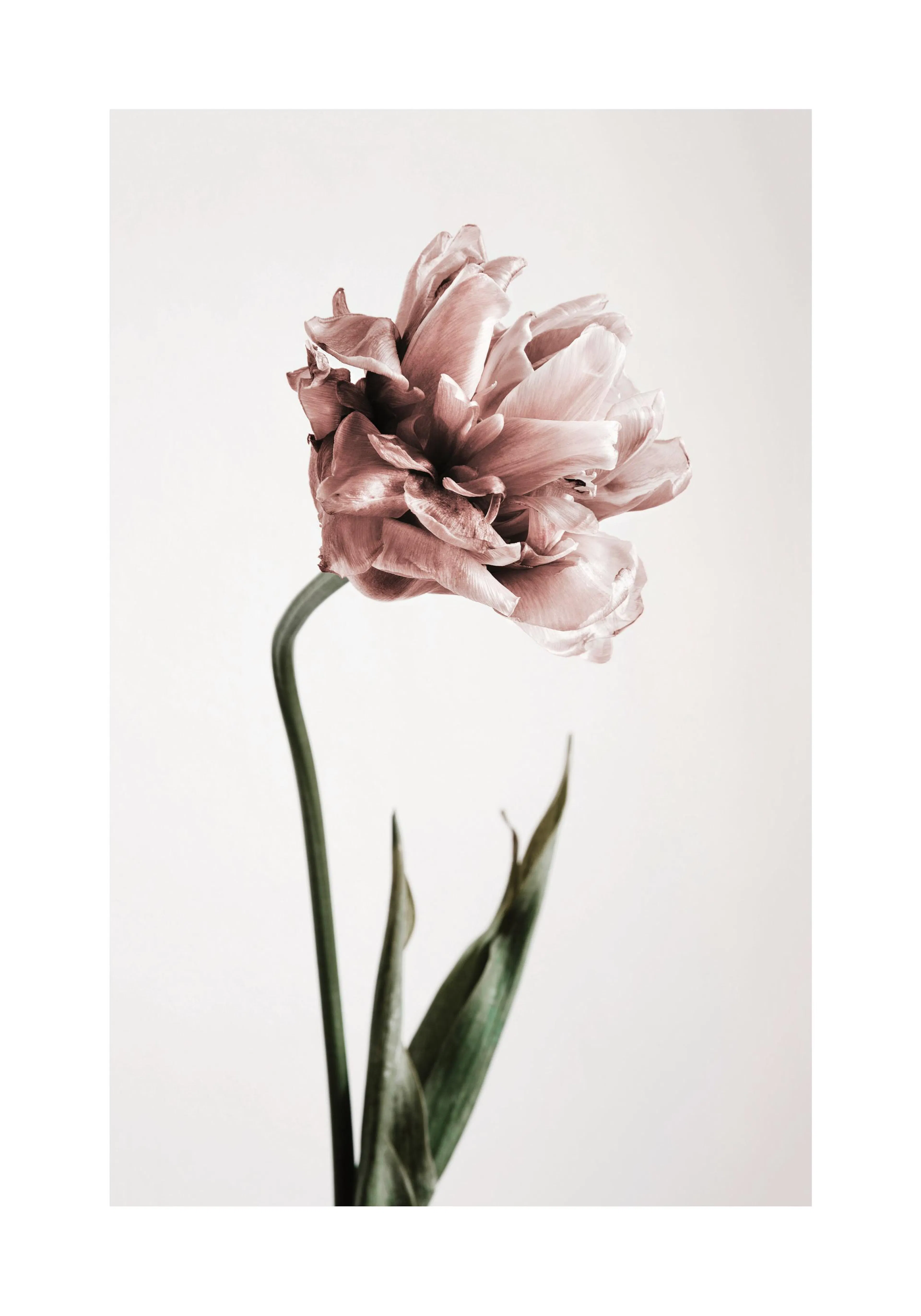 Roze bloeiende tulp met groene steel en bladeren op een lichte achtergrond, botanische decoratie.