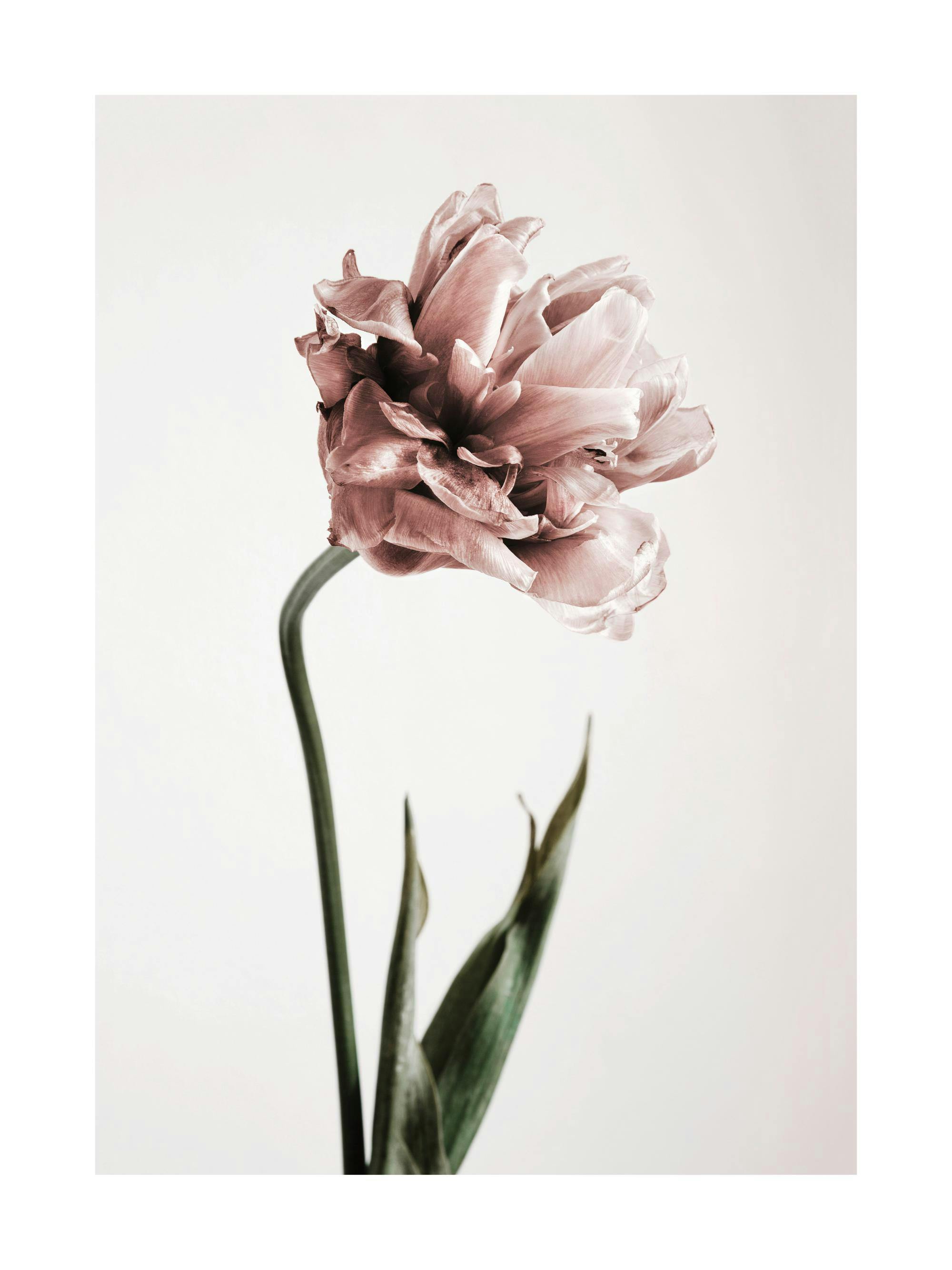 En rosa tulpan med stora, fylliga kronblad och en lång, böjd stjälk mot en ljus bakgrund. En botanisk poster.