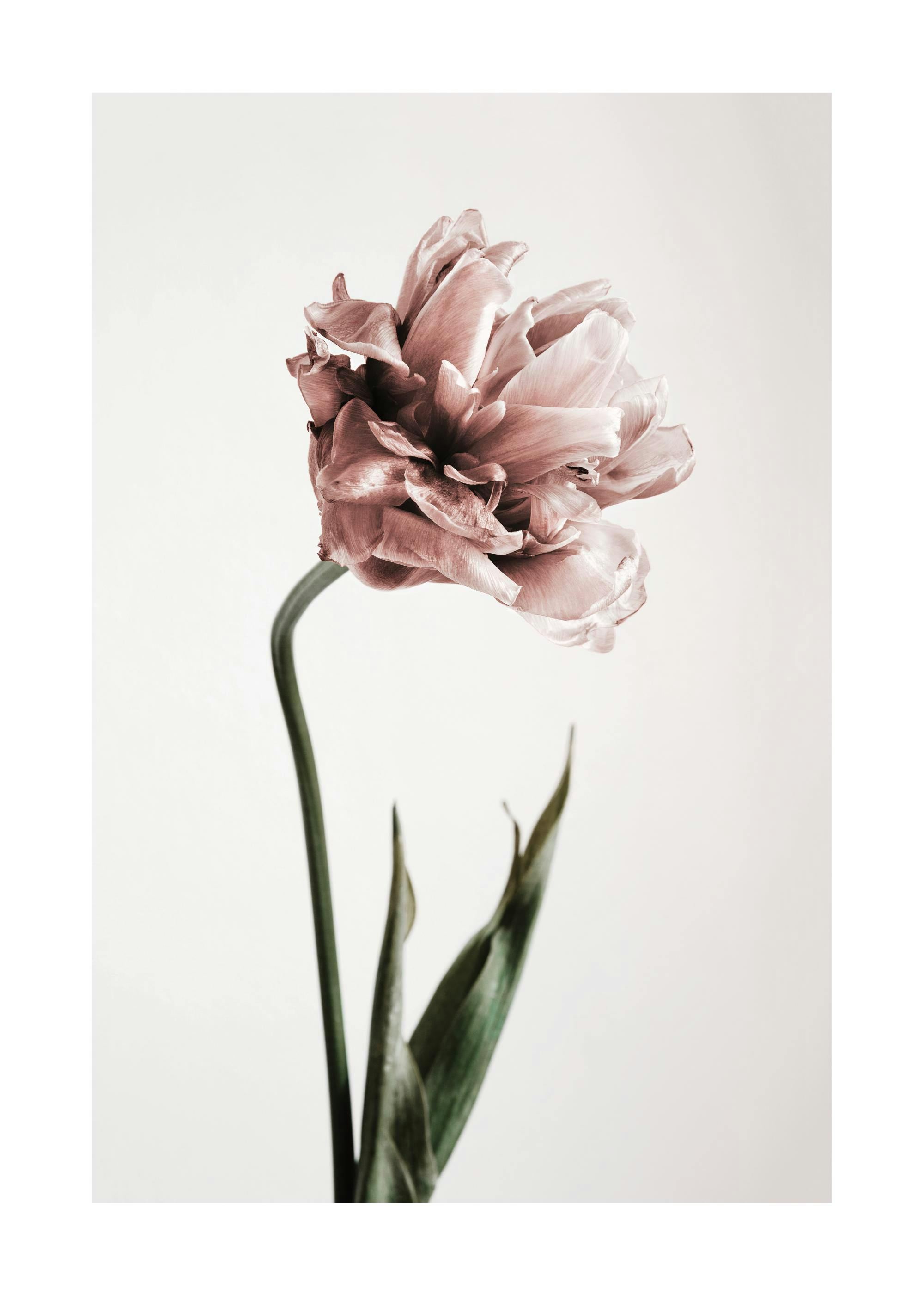 Affiche dune tulipe rose pâle délicate sur fond clair, avec des feuilles vertes, style botanique