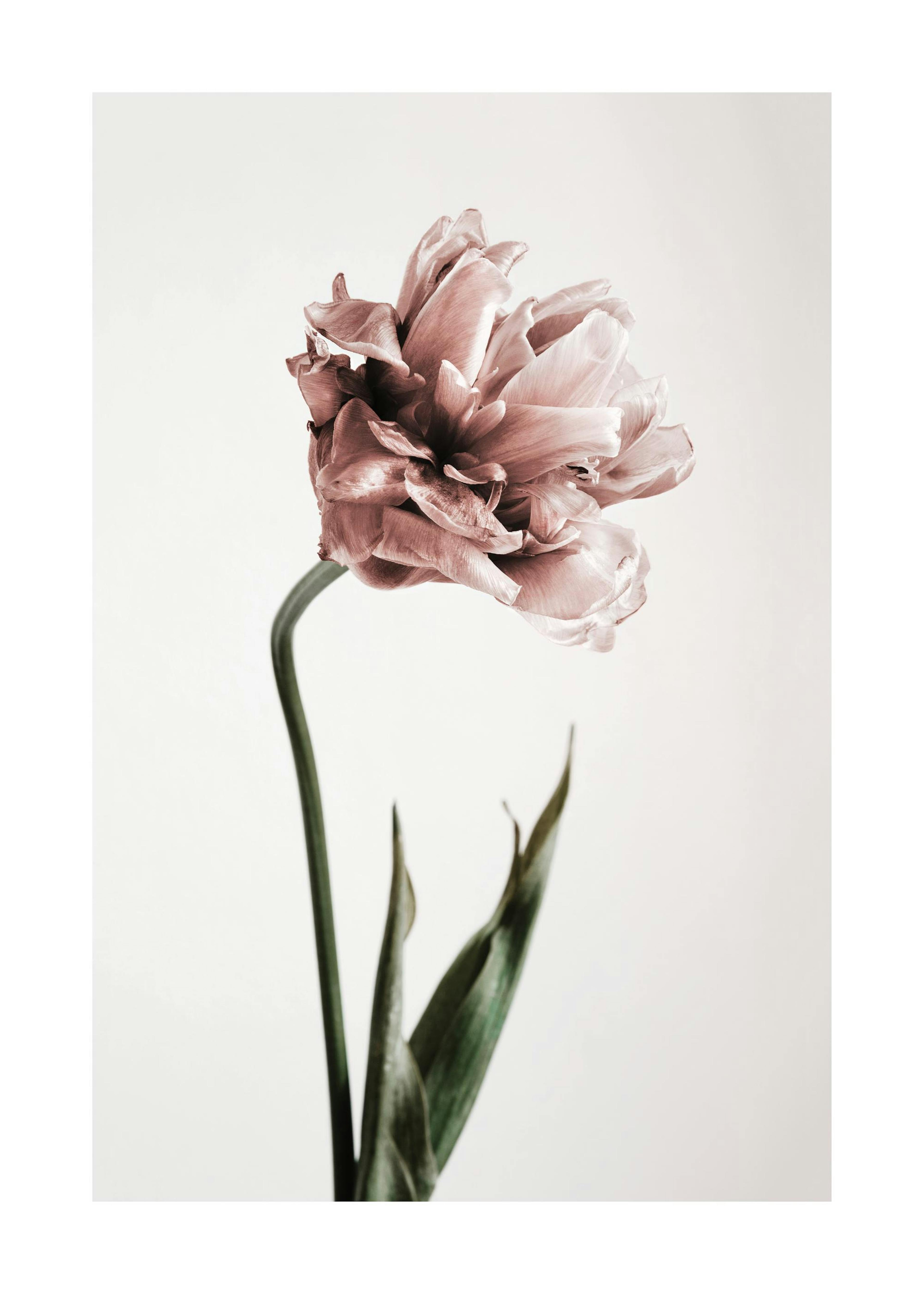 Pink Tulipe No1 포스터 0