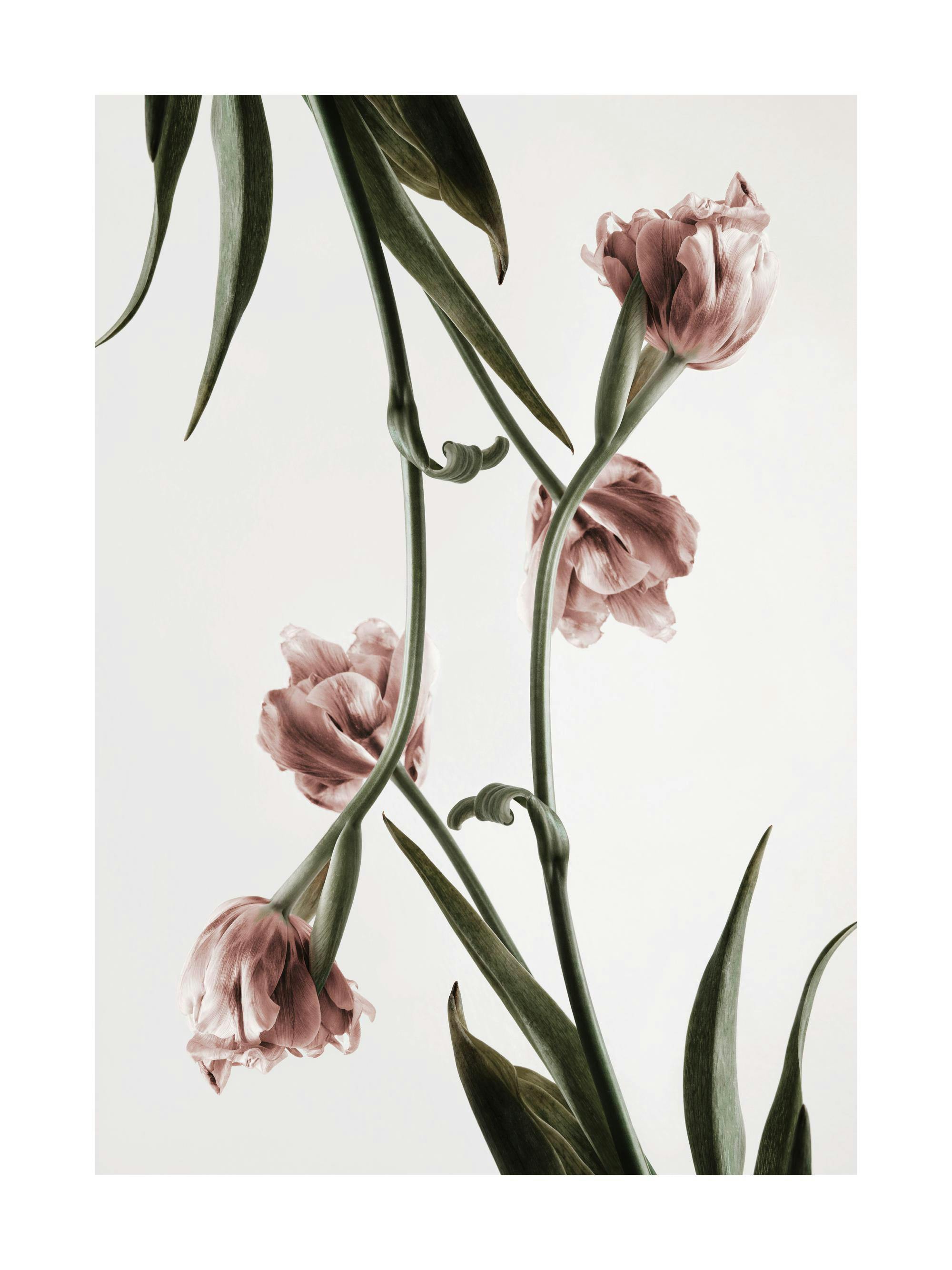 Långa, böjda rosafärgade tulpaner med gröna blad mot en ljusgrå bakgrund, elegant blomsterkonst.