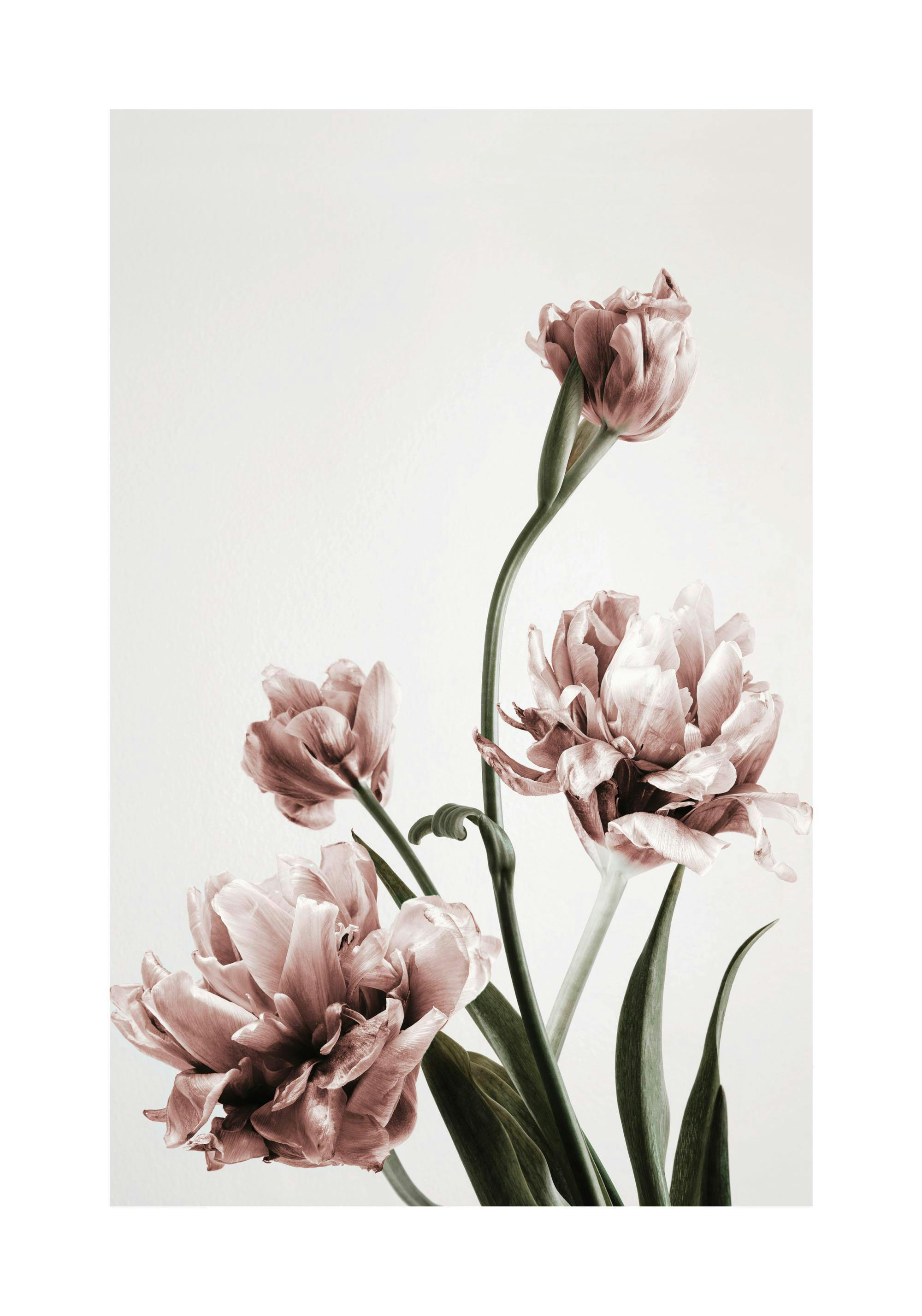 Fotografi av rosa papegojtulpaner med gröna stjälkar mot en vit bakgrund, botanisk blomsterkonst.