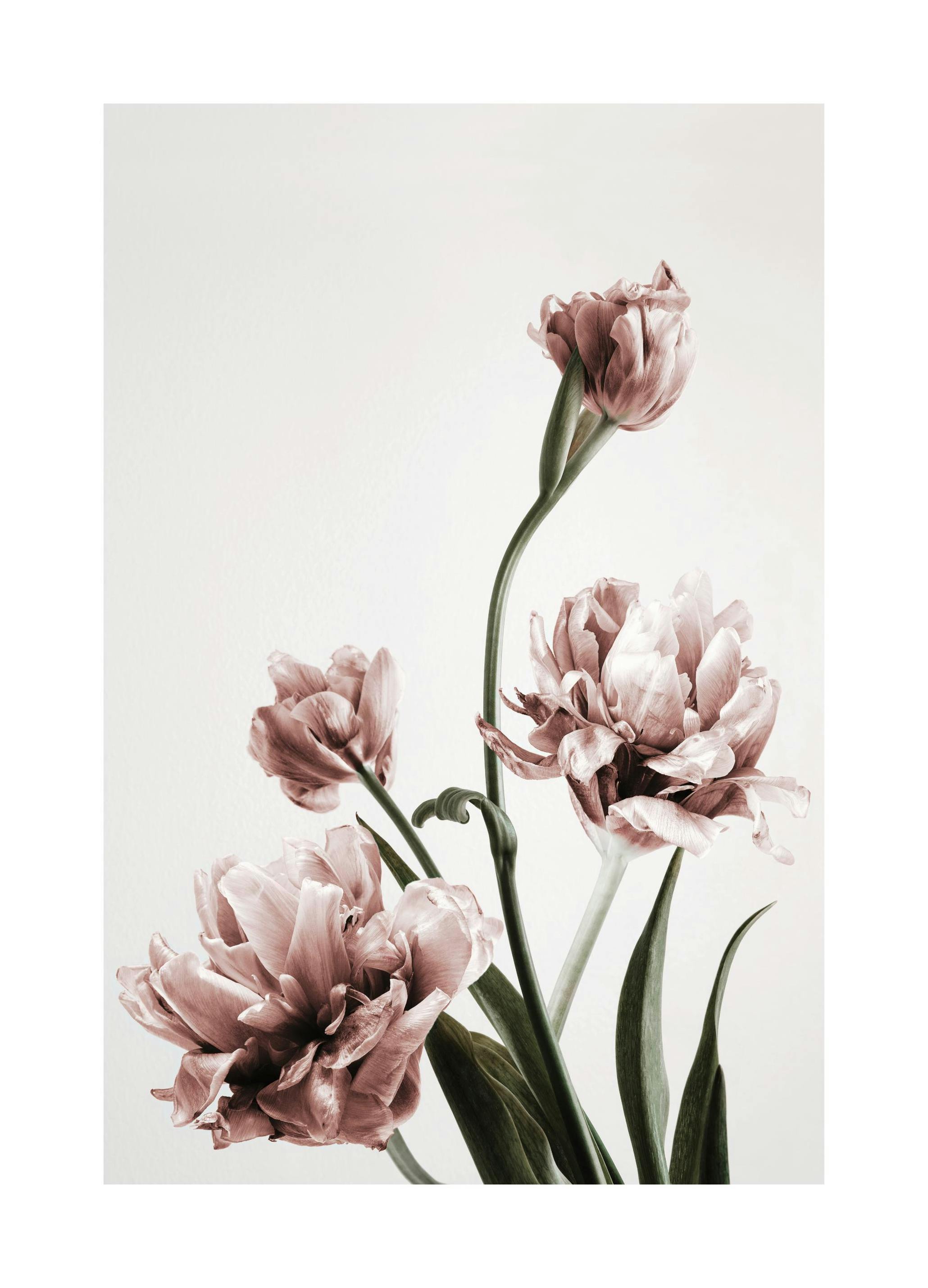 Pink Tulipe No3 Plakat (21x30 cm)- Fotografia