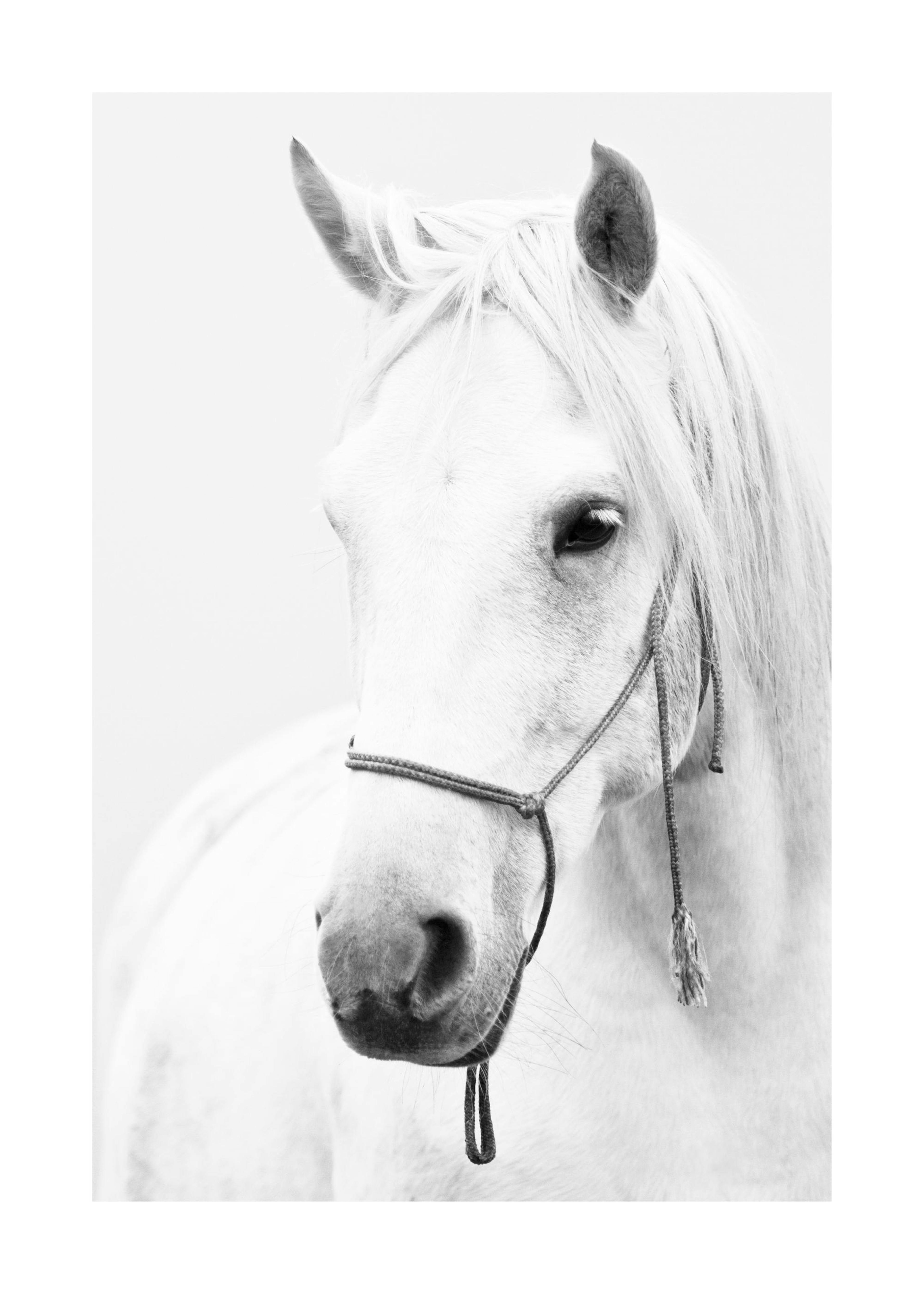 White horse portrait Poster 0