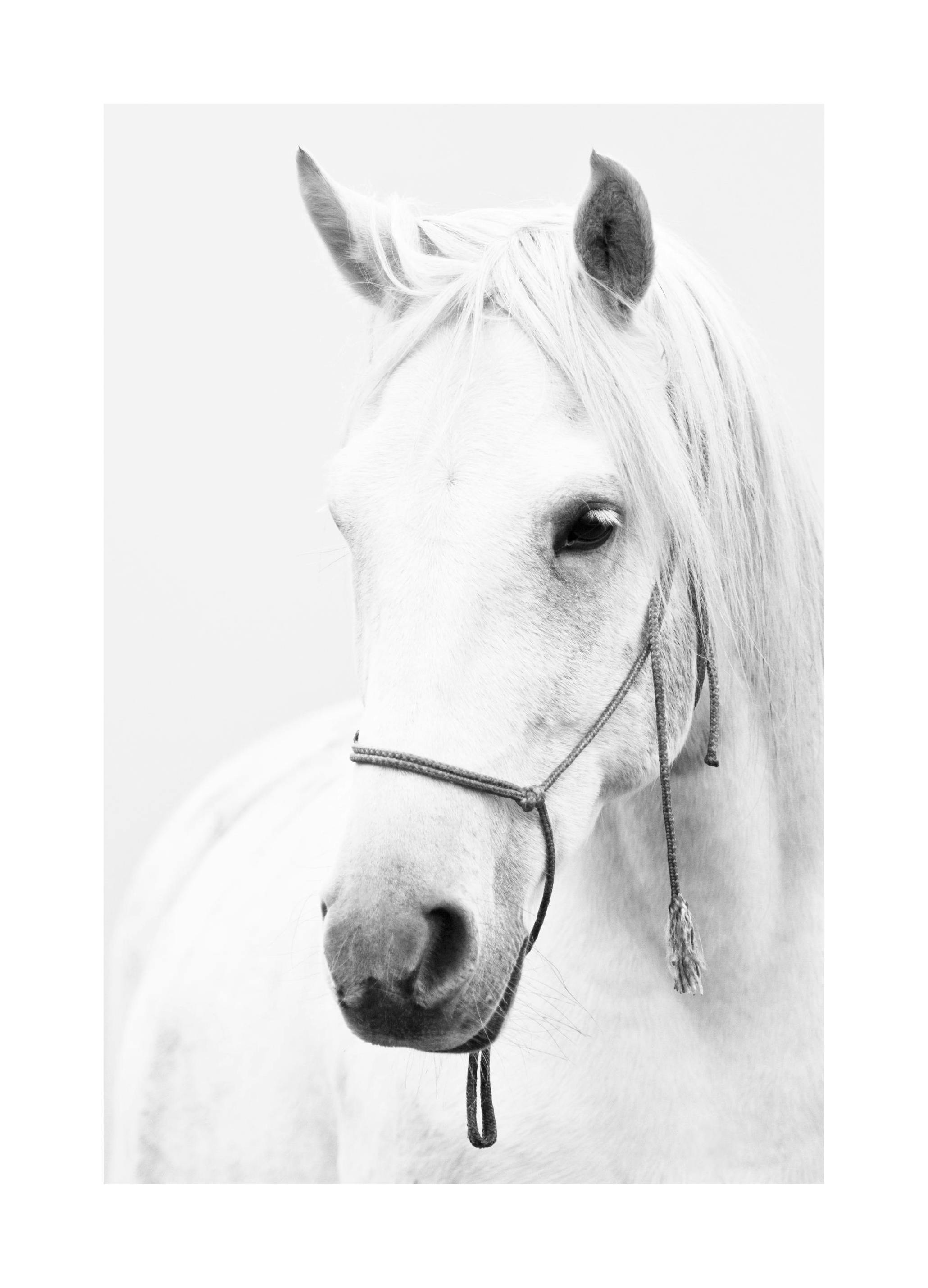 White horse portrait Print (30x40 cm)