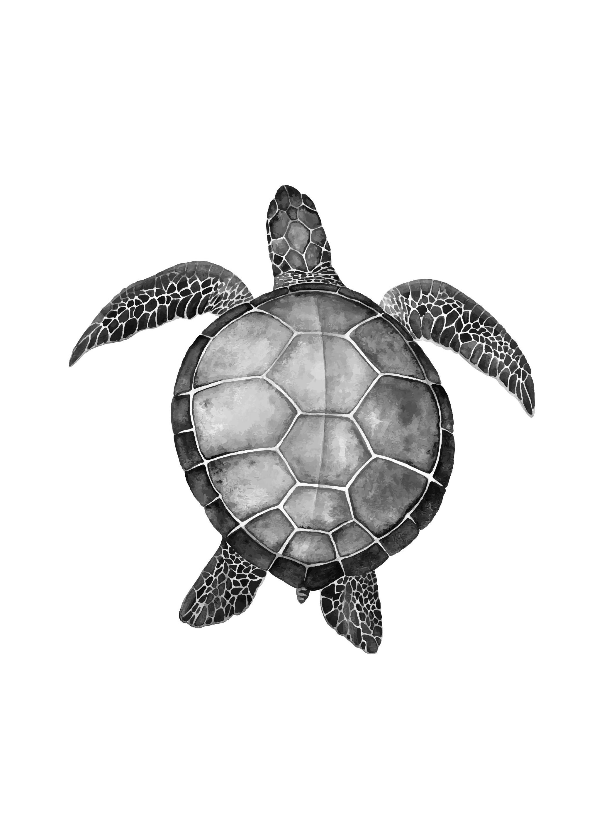 Turtle Poster (50x70 cm)