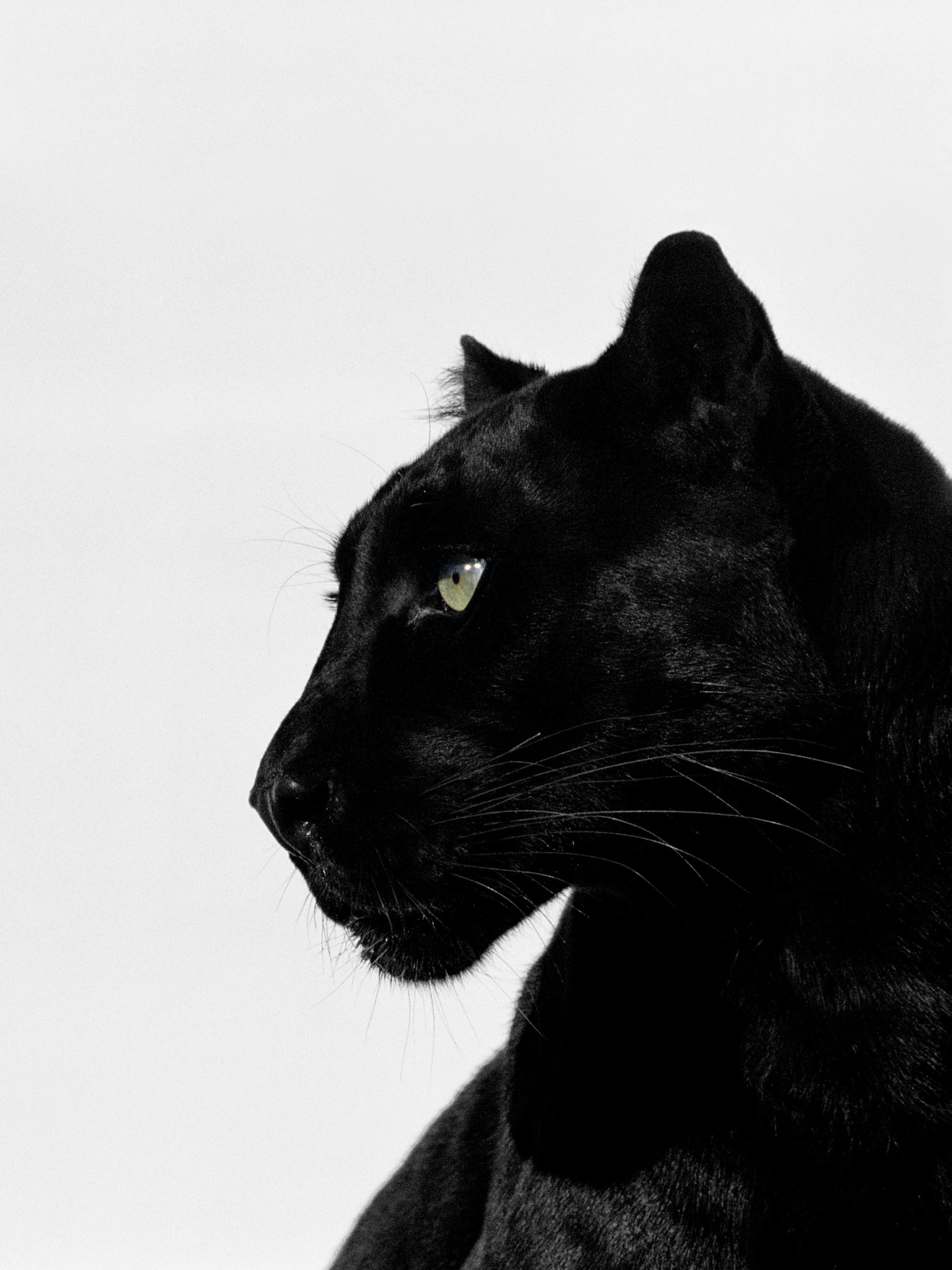 Affiche photographique dune panthère noire, de profil, avec des yeux verts vifs sur fond blanc, évoquant le contraste et lintens